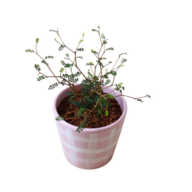 ソフォラ リトルベイビー（25cm）