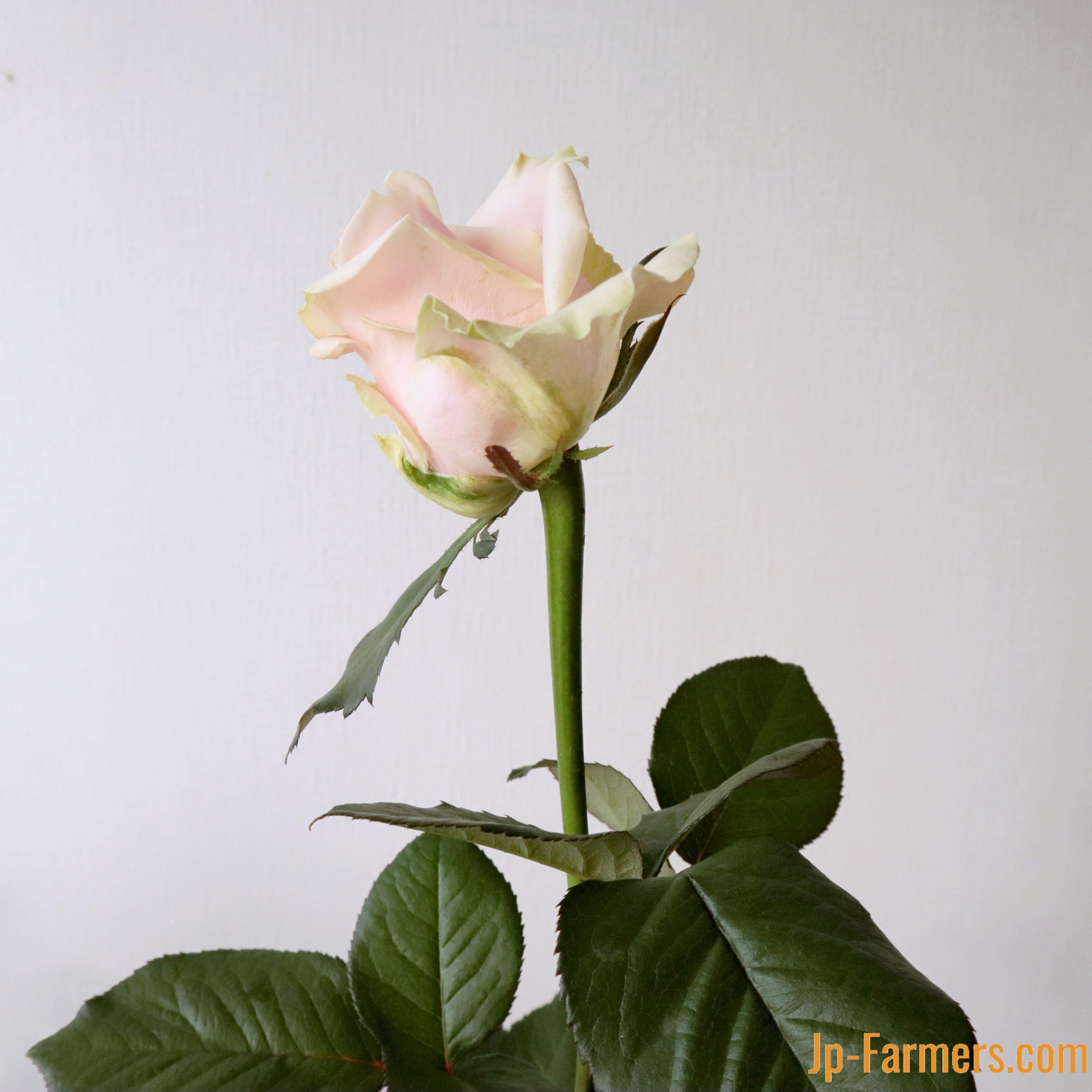 バラエティ豊富なバラを楽しめる！バラアソート 20本 | 新鮮お花問屋