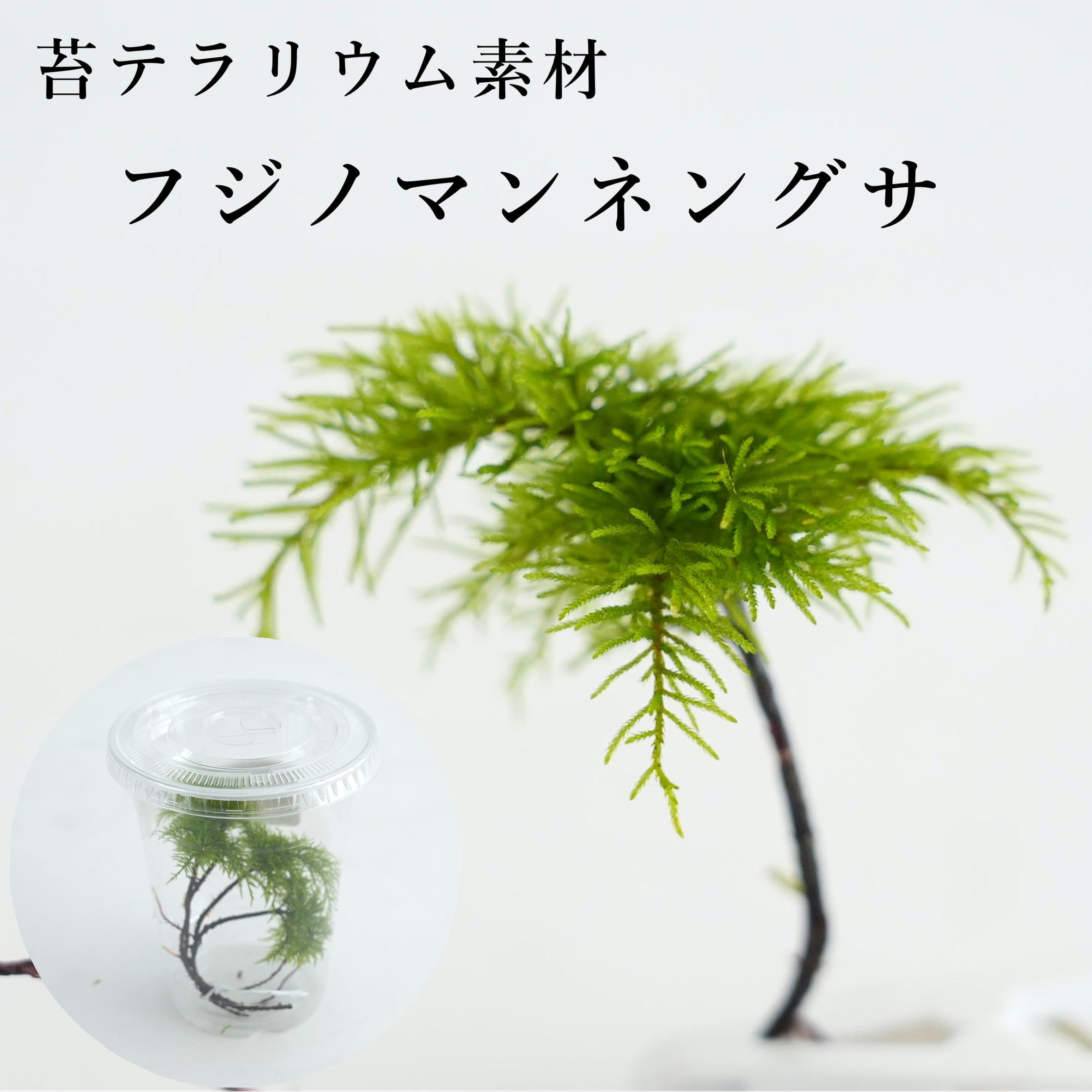 フジノマンネングサ4芽入り 苔テラリウム作製用素材苔 | 苔テラリウム