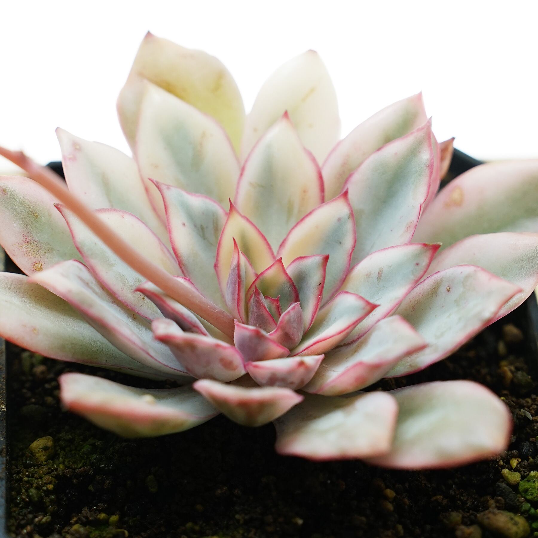 3頭@2980】エスター錦(覆輪斑)