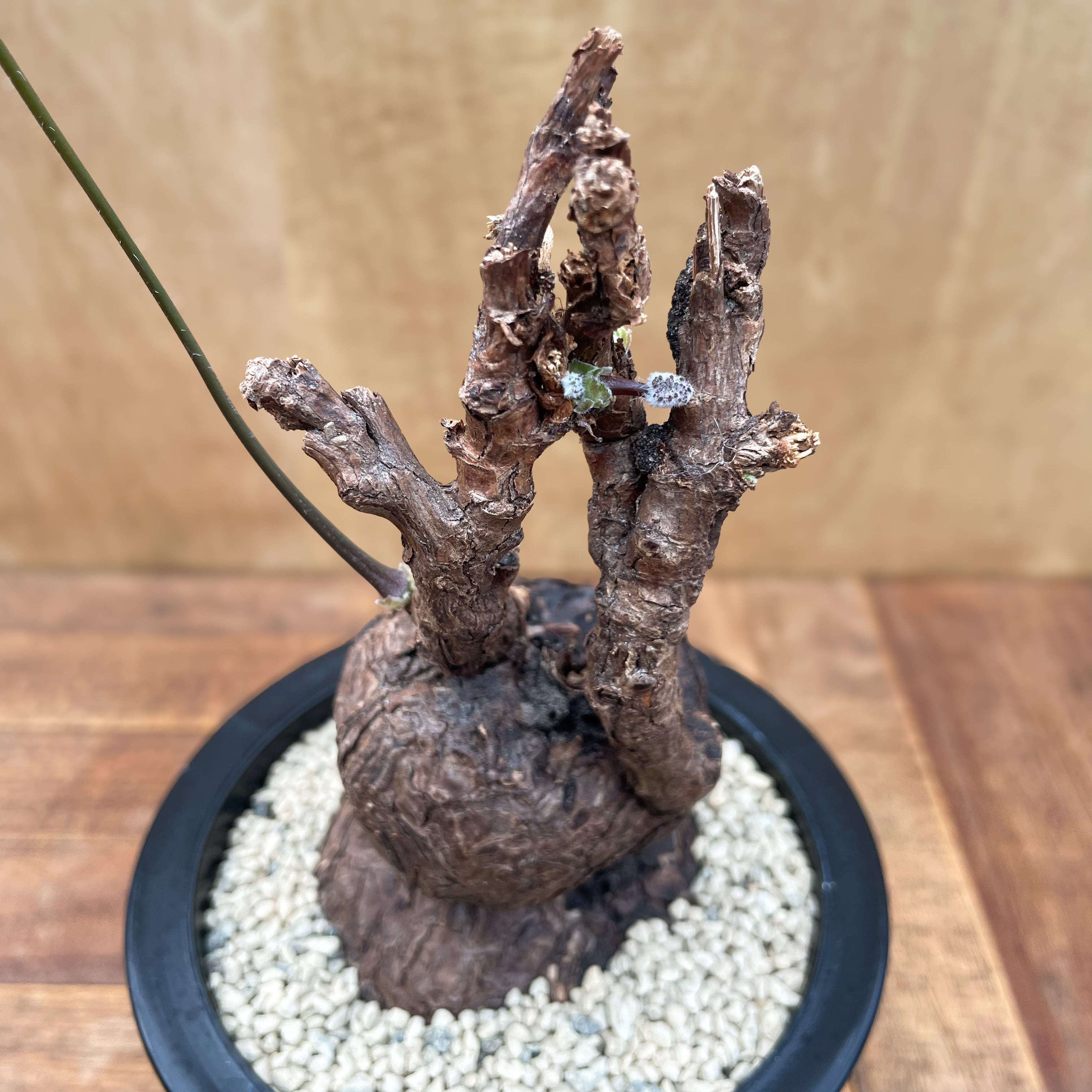 Pelargonium triste【ペラルゴニウム・トリステ】 | RIMO'S GREEN