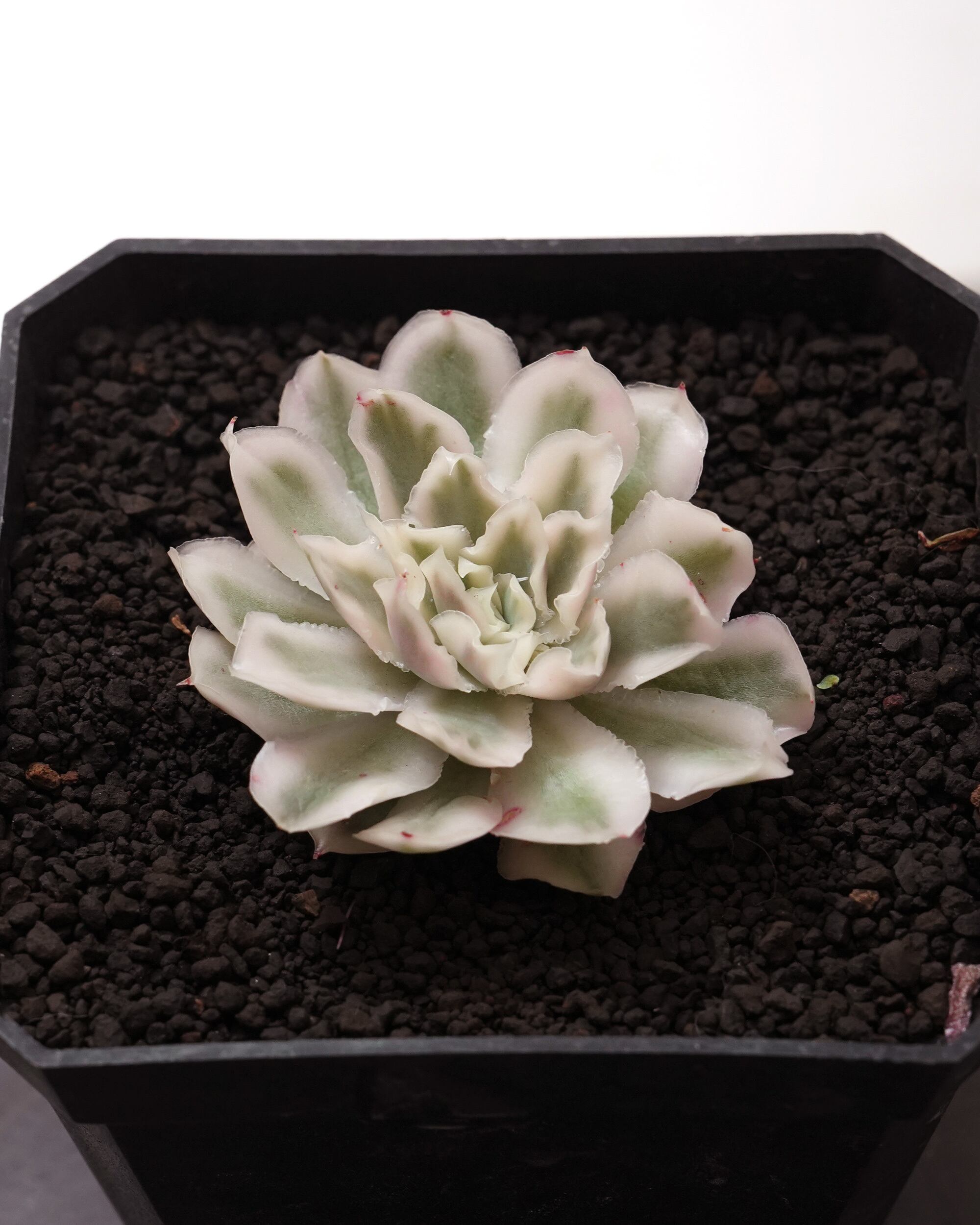Top【選抜株】多肉植物　20283パープル　バタフライ錦 32個　鉢無し/脱土 発根済カット苗 パープルバタフライ錦 Echeveria 'Purple Butterfly