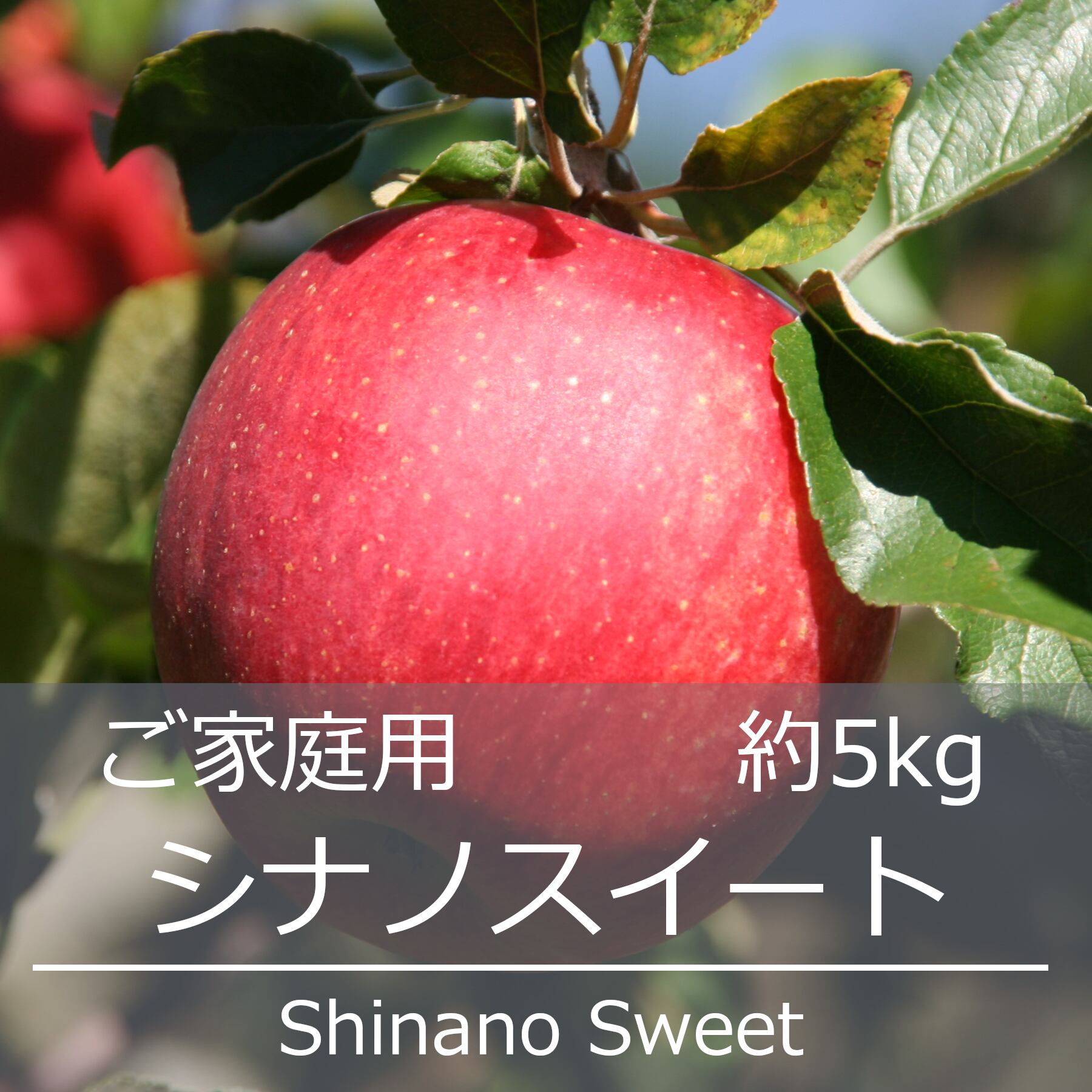 シナノゴールド ご家庭用 約10kg | 信州中野 荻原農園