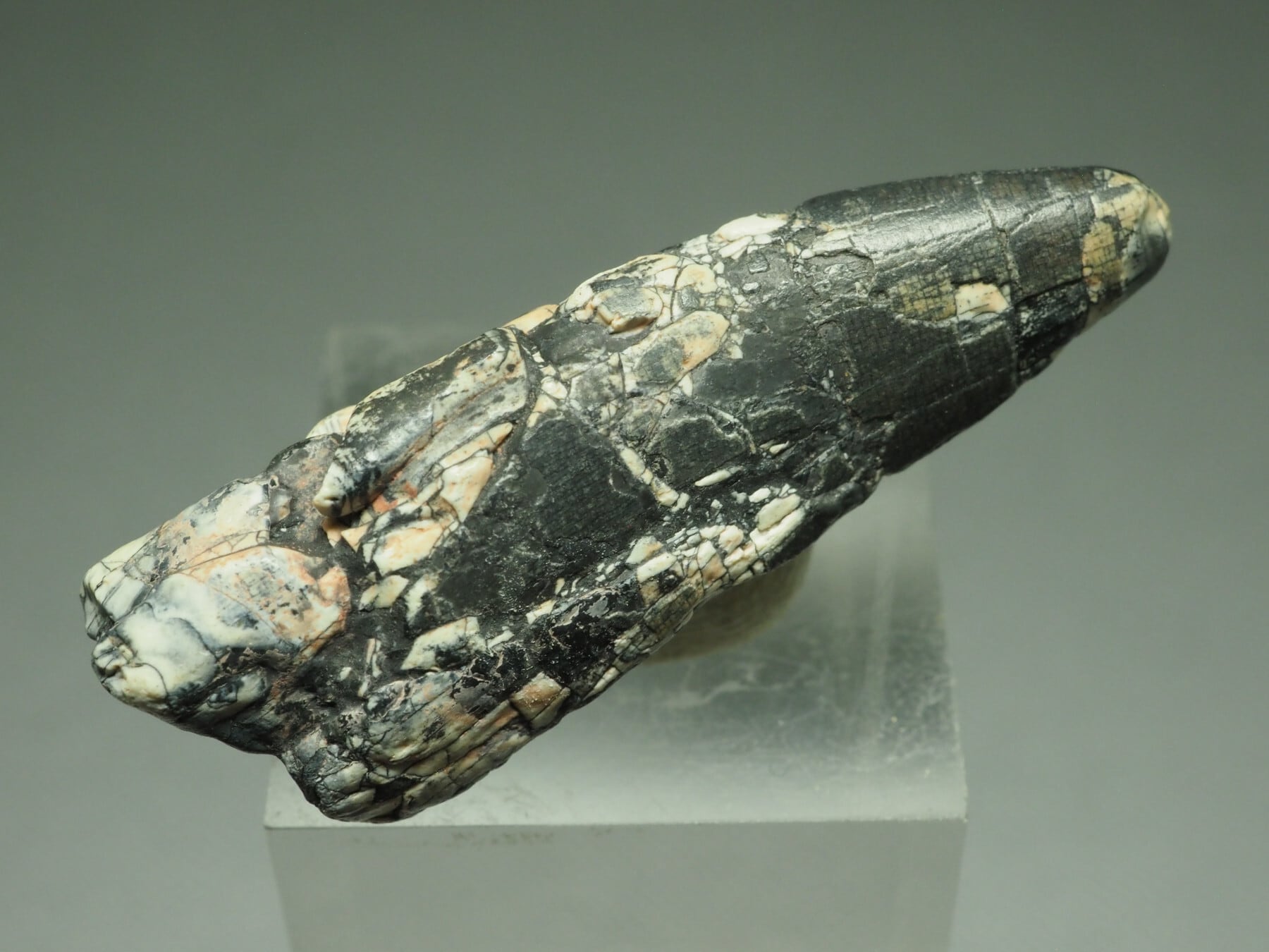 メガロサウルス科の歯【Megalosaurid Tooth】【直線：約47mm