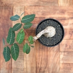 Phyllanthus mirabilis【フィランサス・ミラビリス】