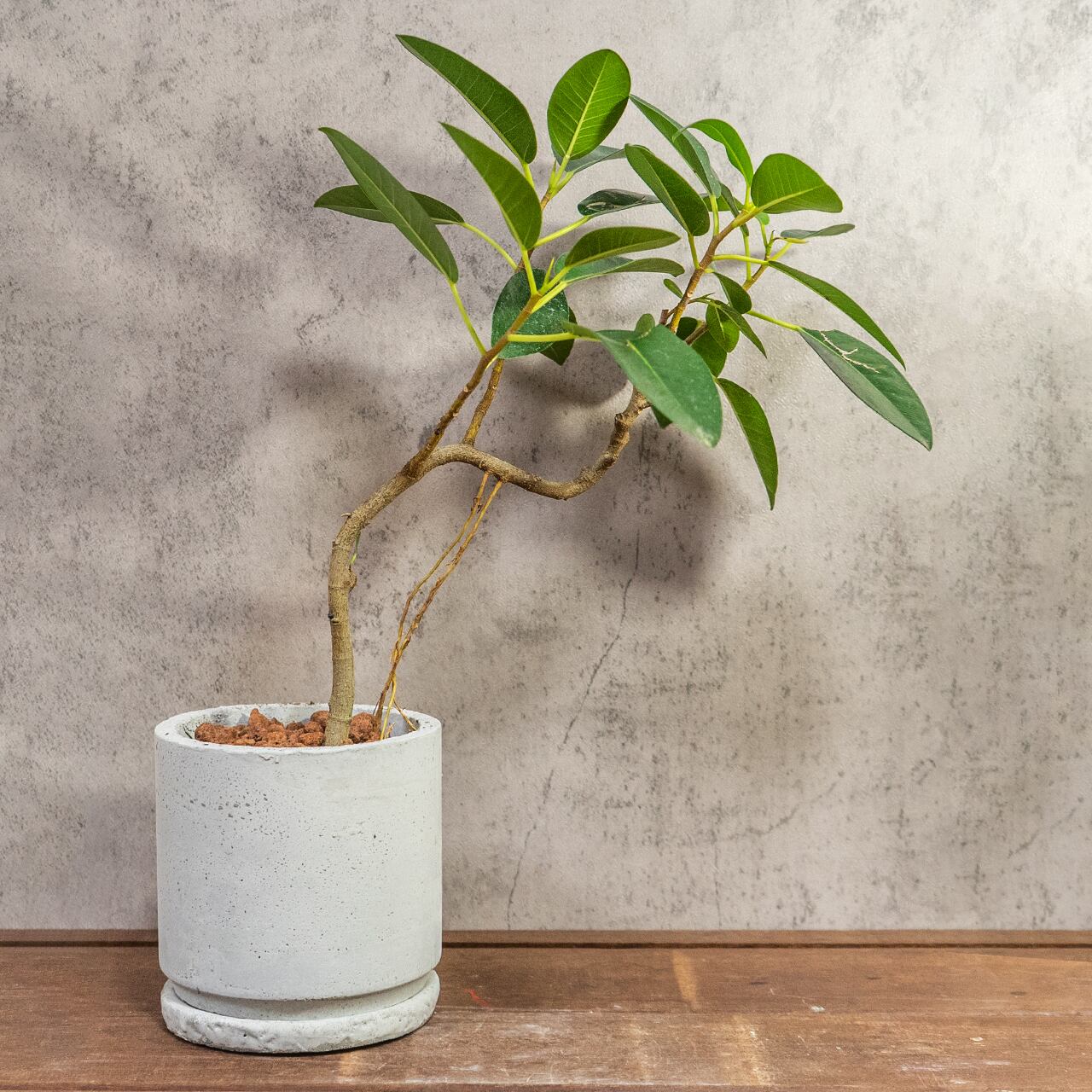 【良樹形】フランスゴムの木 幹曲がり モルタル鉢 観葉植物 初心者でも安心 育て方カード付 ■虫発生抑制