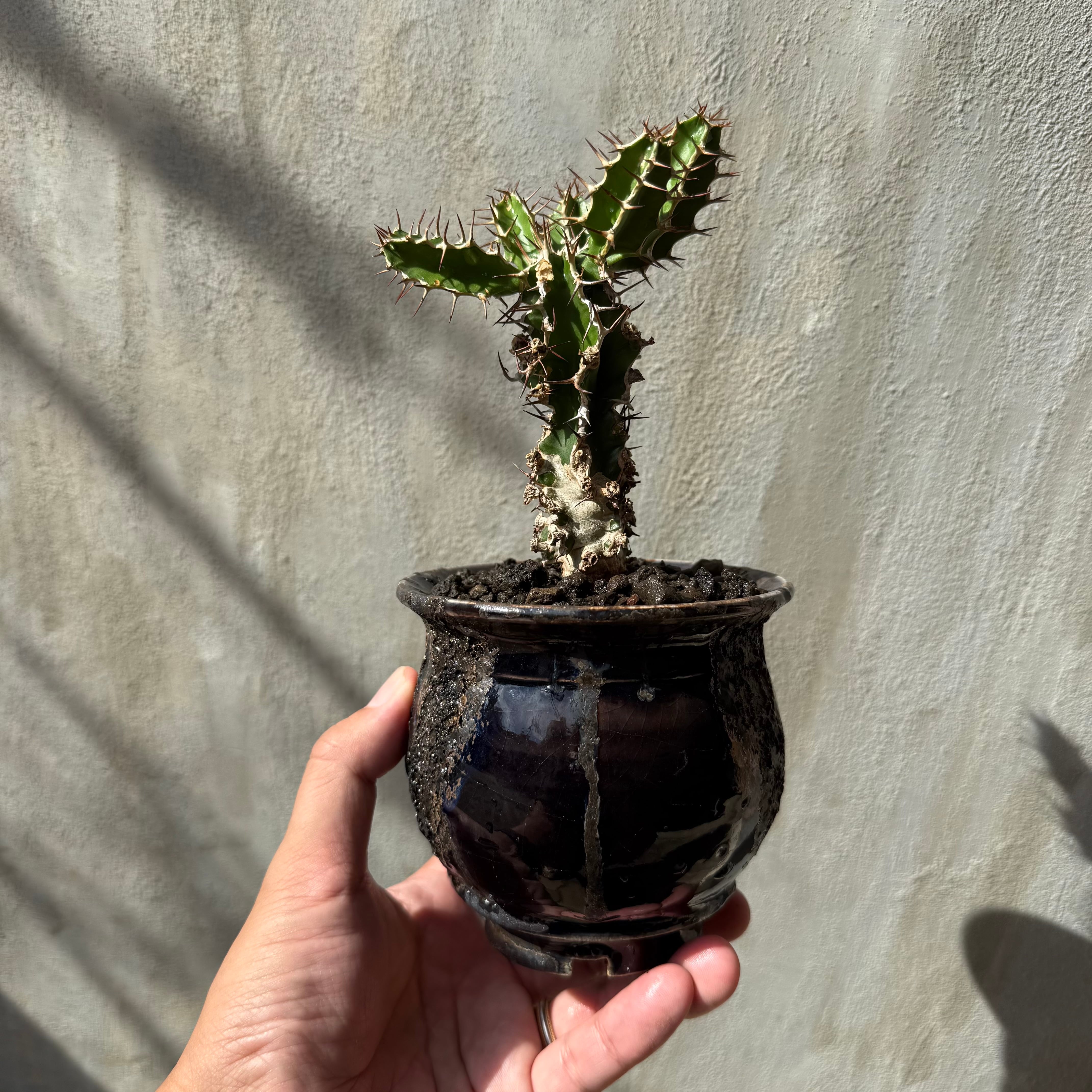 植木鉢】姫野 翔太 ブルー Noppo <3> | A-PLANTS 植木鉢】姫野 翔太 ブルー Noppo <3> | A-PLANTS