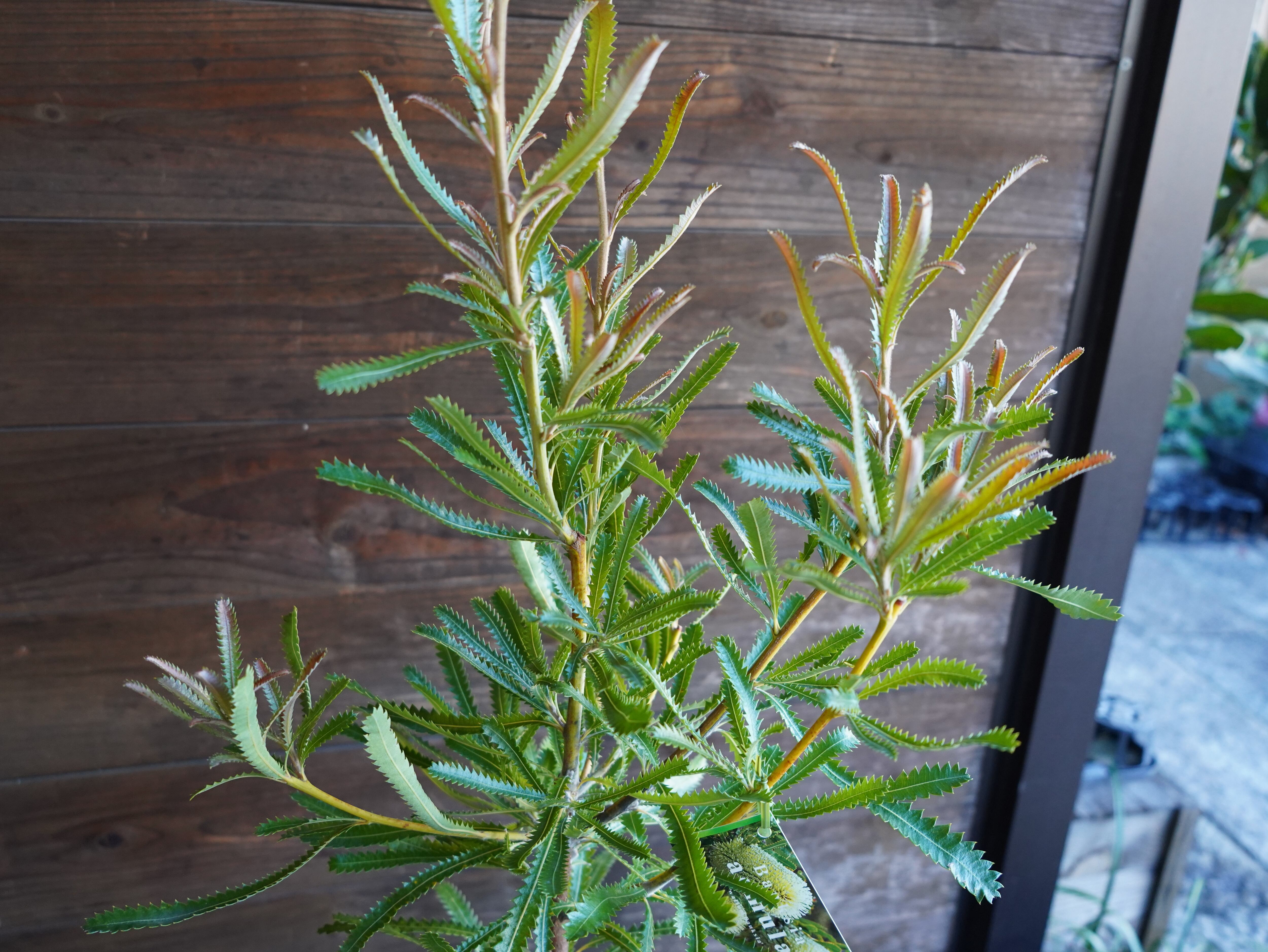 【現物】バンクシア　”アエムラ”　６号　A　