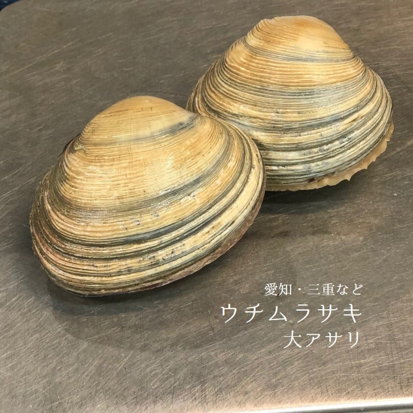 ウチムラサキ 大アサリ 愛知 三重等 1kg 1個約0ー250gサイズ 大アサリx1kg 冷蔵 豊洲直送 Okawari 豊洲直送の高級海産物をお届け ウチムラサキ 大アサリ 愛知 三重等 1kg 1個約0ー250gサイズ 大アサリx1kg 冷蔵 豊洲直送 Okawari 豊洲直送の高級海産物をお届け