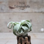 【送料無料】ストレプトフィラ S〔エアプランツ〕現品発送T1776