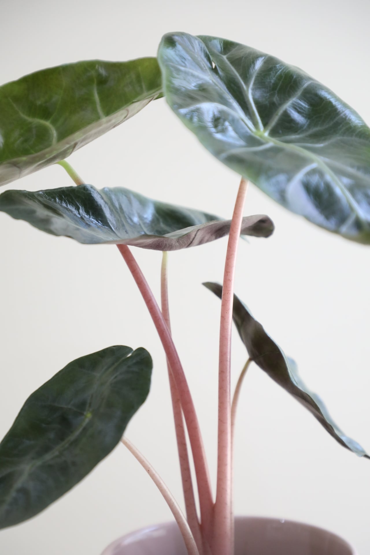 デカすぎワロり 進撃のアロカシア ピンクドラゴン 3歳 植え替えたら