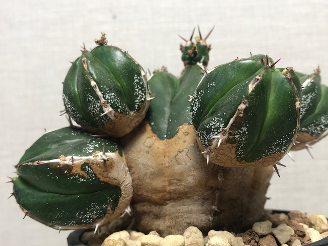 ユーフォルビア ハンディエンシス