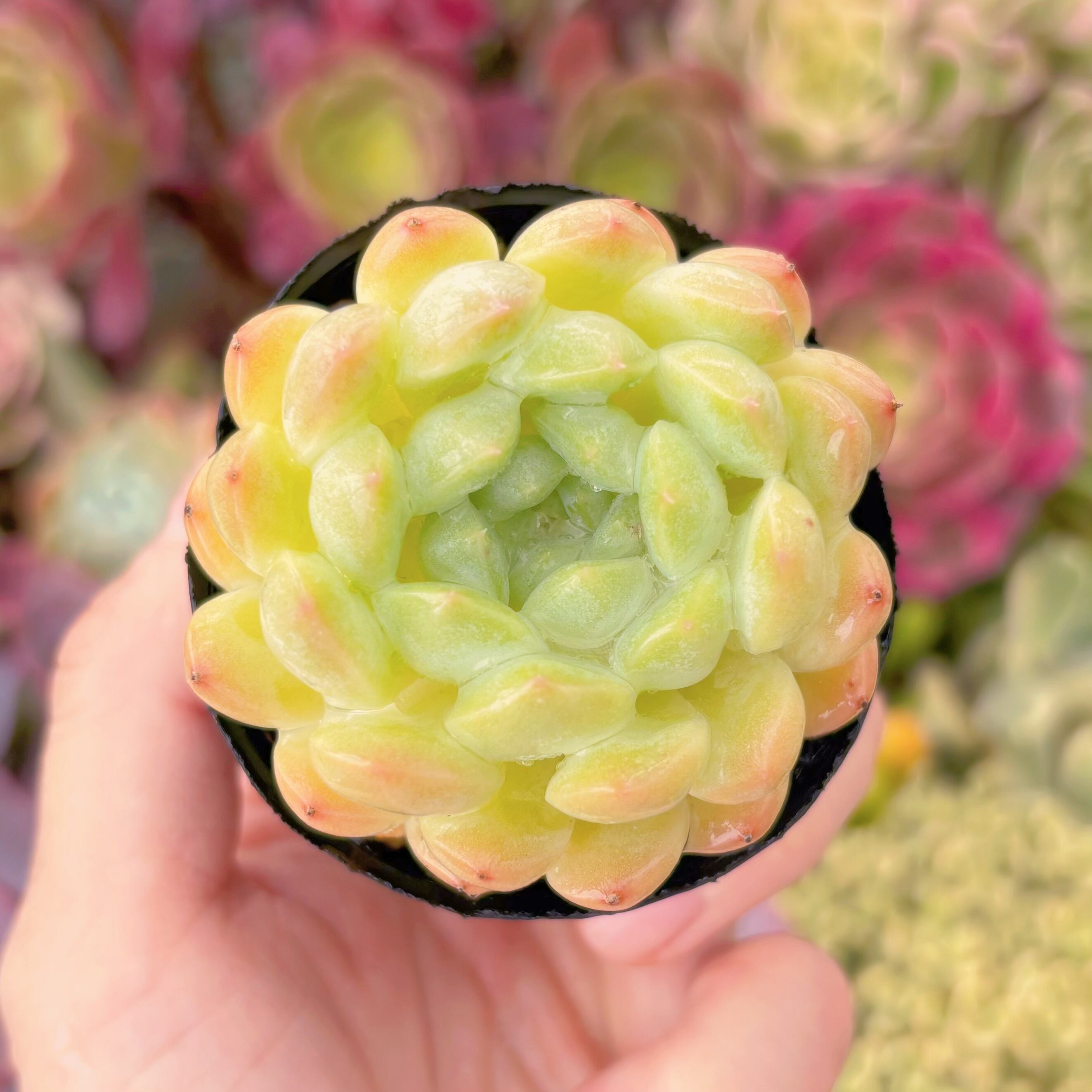 現品　キュッティ#259　るる農園