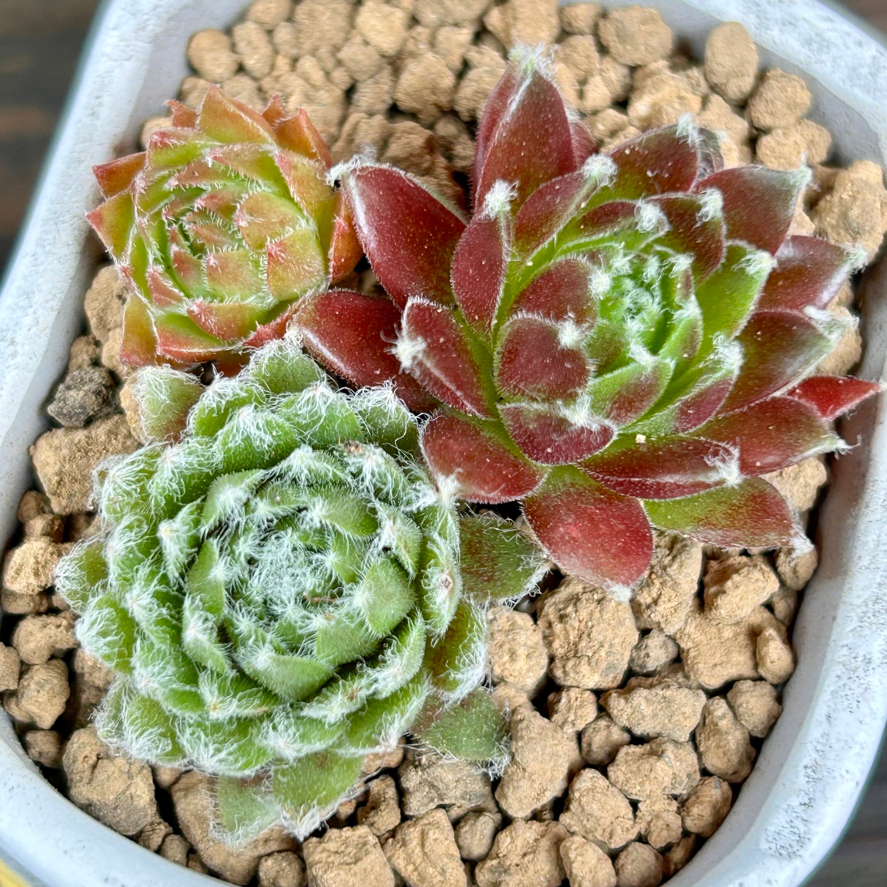 T)センペル寄せ植え(鉢付き | RuPo 多肉植物専門店