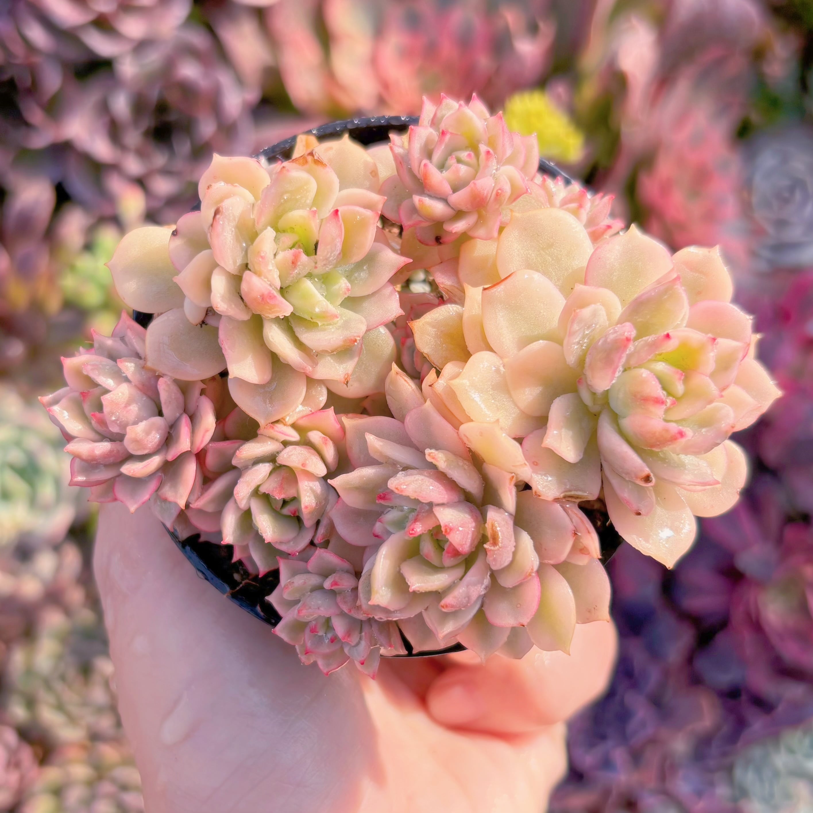 現品　デレン錦#546　るる農園