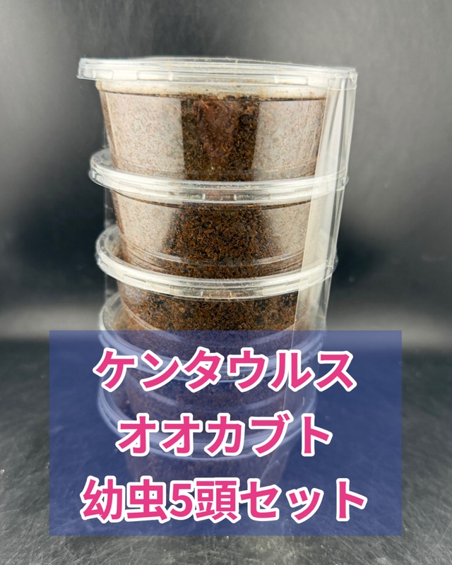 《ケンタウルスオオカブト 幼虫5頭セット》
