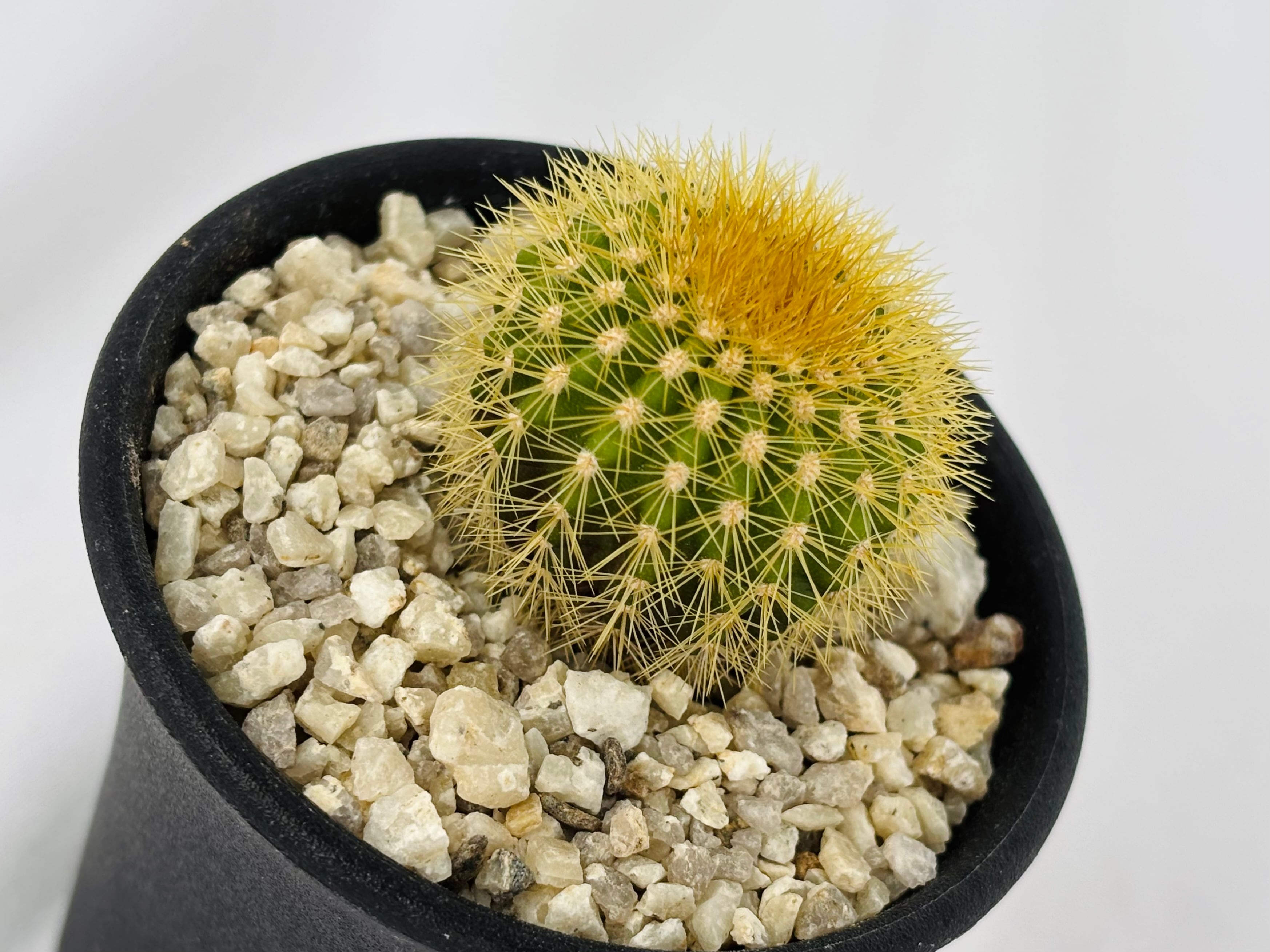Uebelmannia pectinifera v. eriocactoides ユーベルマニア エリオ