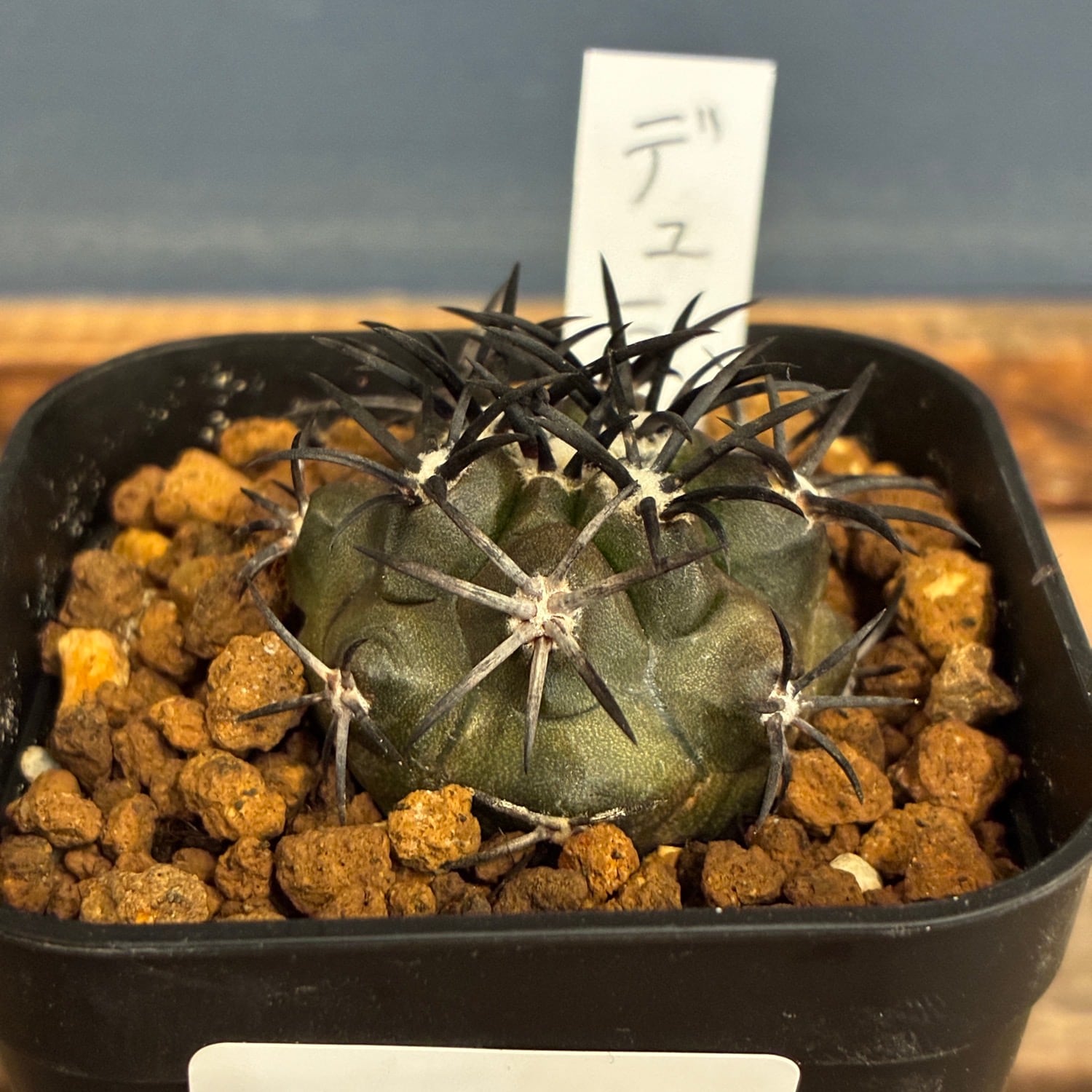希少種 コピアポア デュラ 銅羅丸 Copiapoa】サボテン コピアポア デュラ 銅羅丸実生【690】 | PROTOLEAF