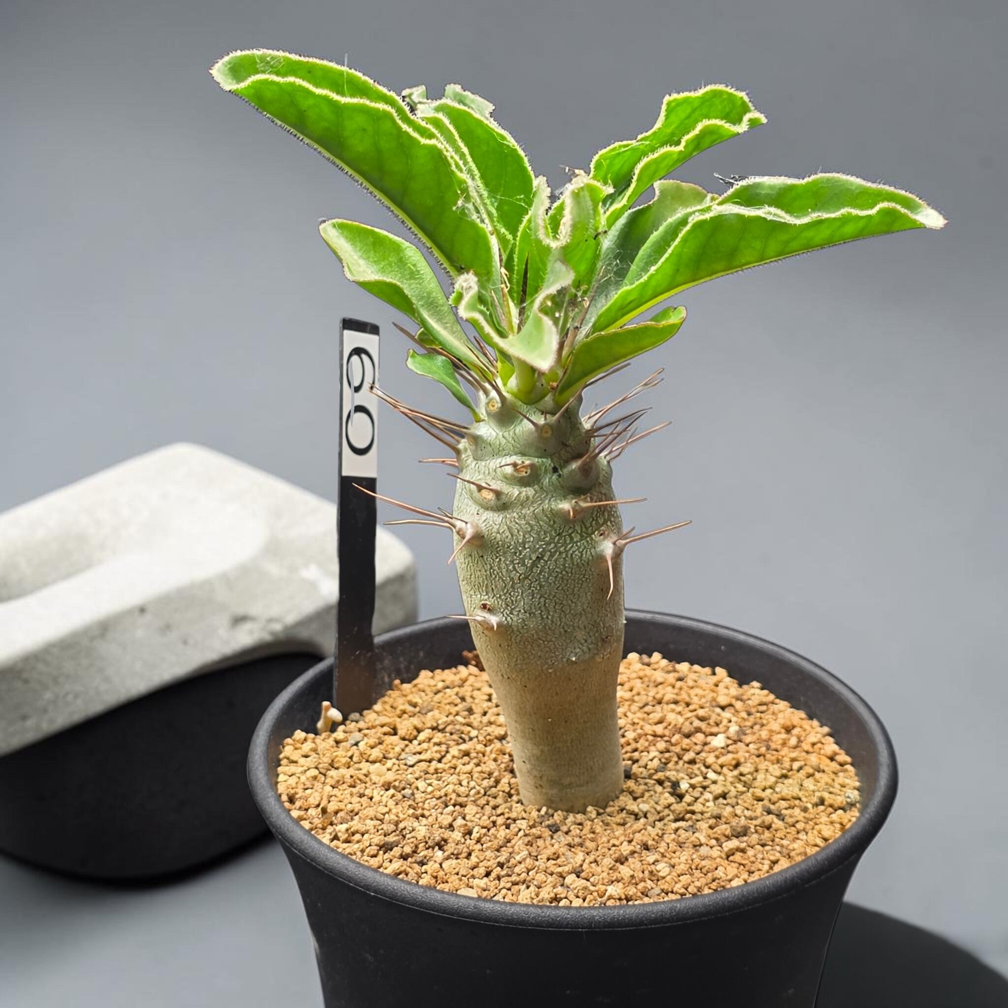 パキポディウム・サンデルシー 実生株 (和名：白馬城 / Pachypodium