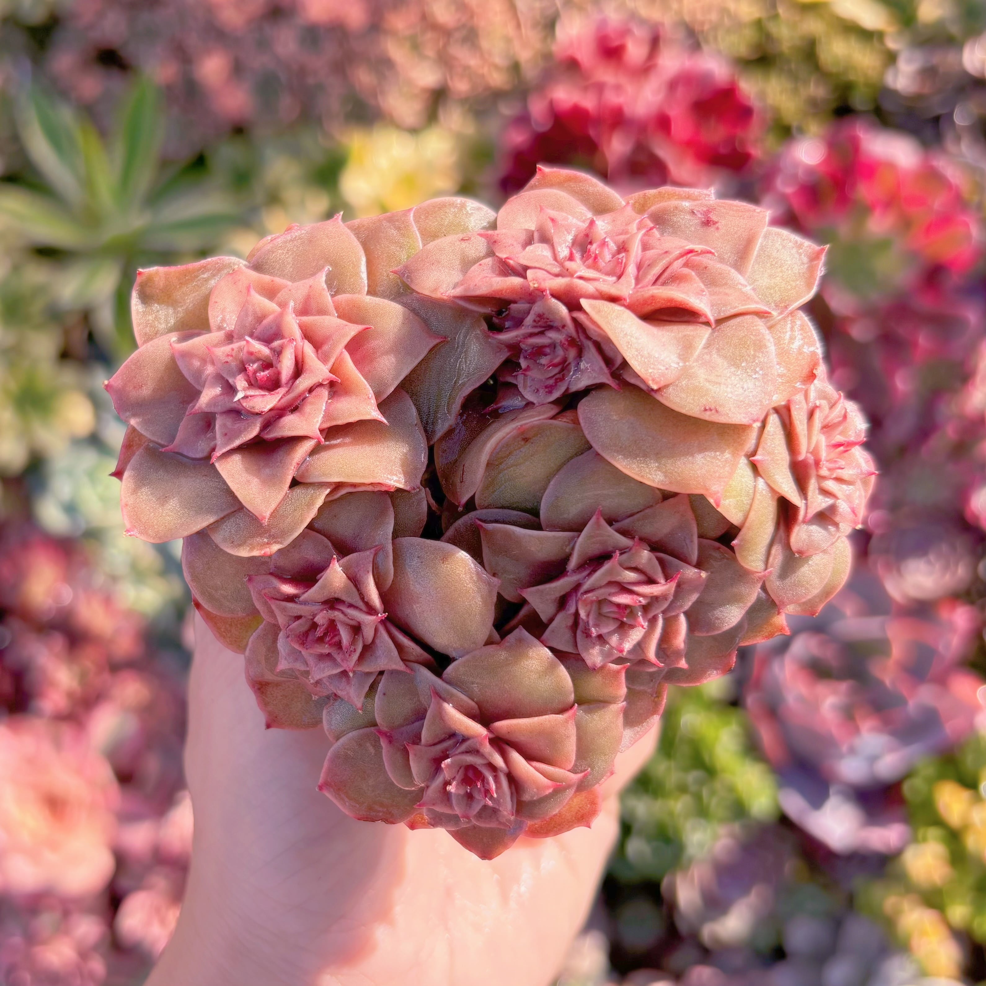 多肉植物　新品種　聖火台の炎　群生　新入荷　るる農園