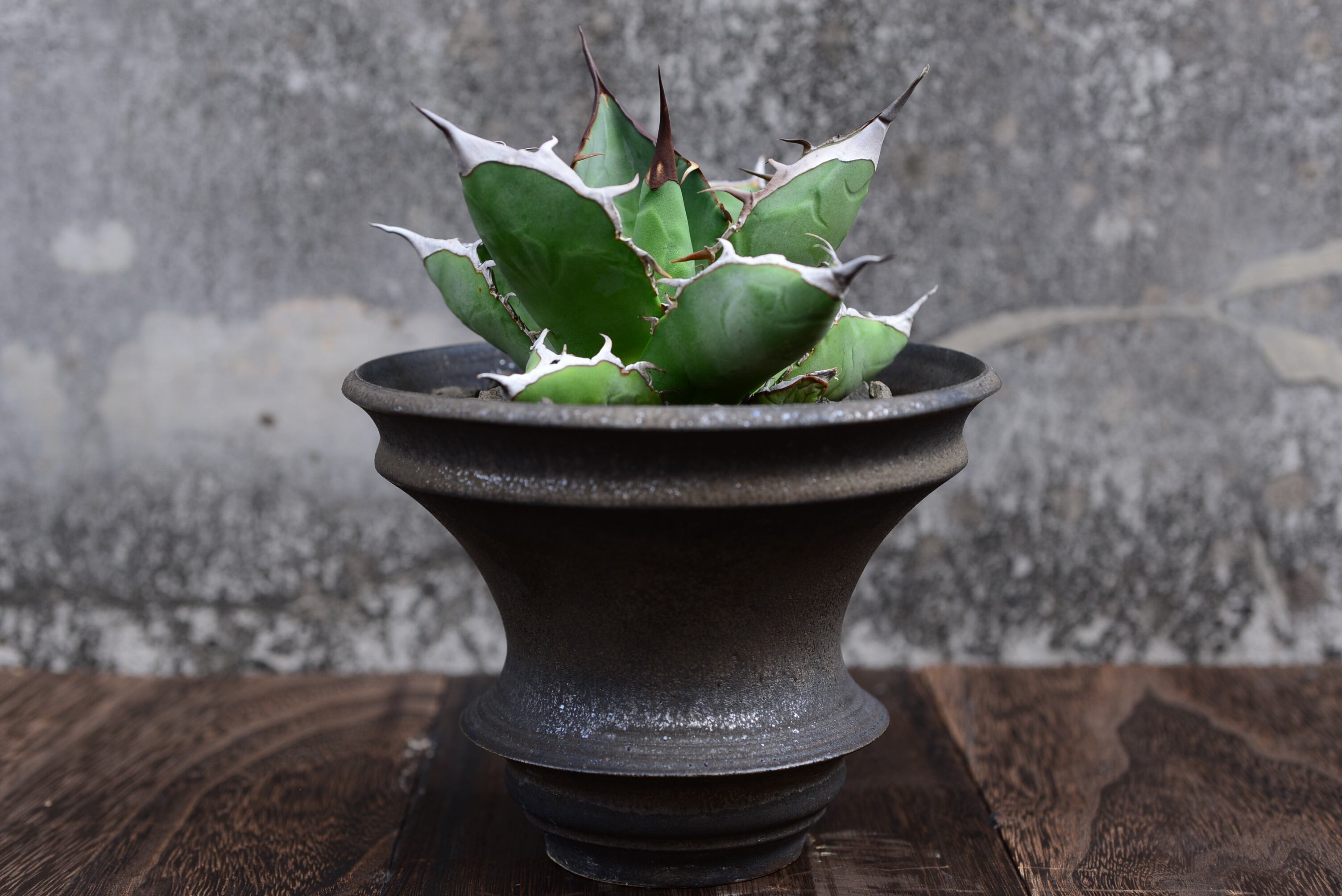 カタチ製作所 ドリッパー Low Two-tone 鉢【新品】 カタチ製作所 ドリッパー Low Two-tone 鉢【新品】