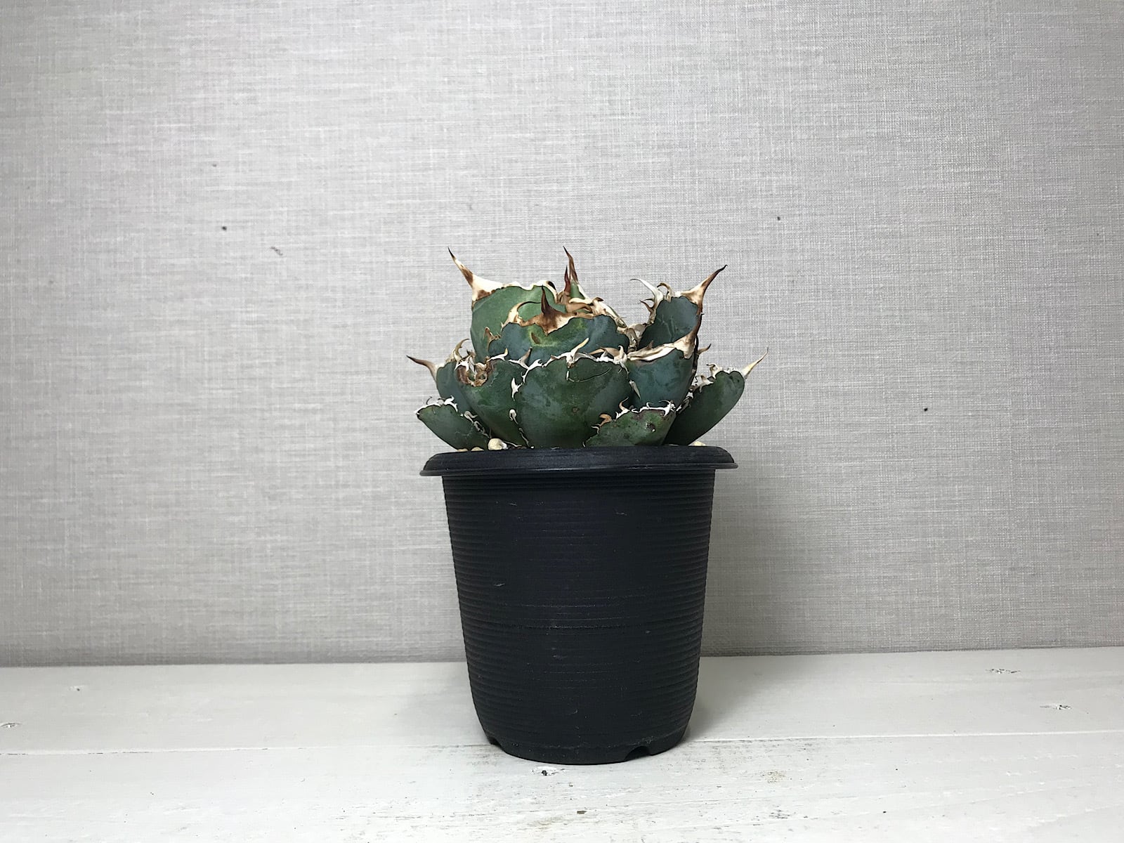 アガベ チタノタ '白鯨'（ハクゲイ）