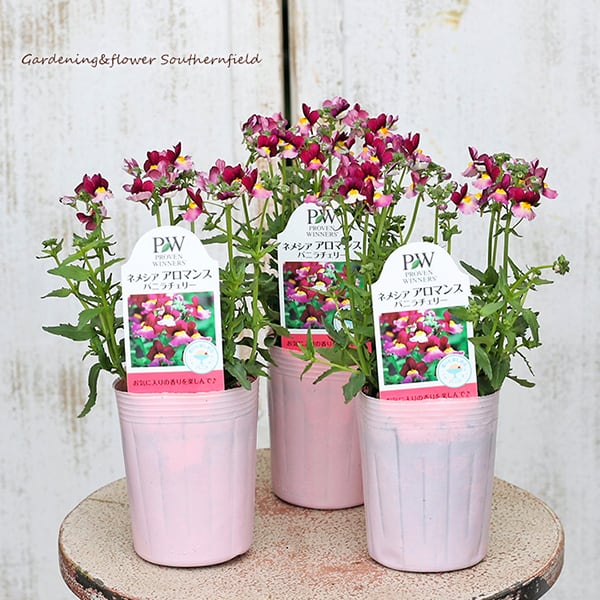 花苗 PW 宿根 ネメシア アロマンス バニラチェリー 3号 多年草 芳香花