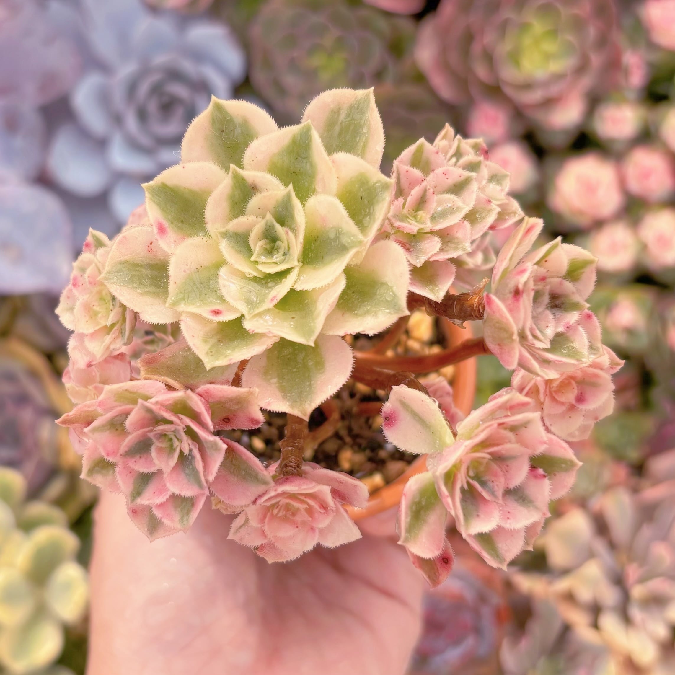 現品　アフラダイティ#A056　群生　るる農園