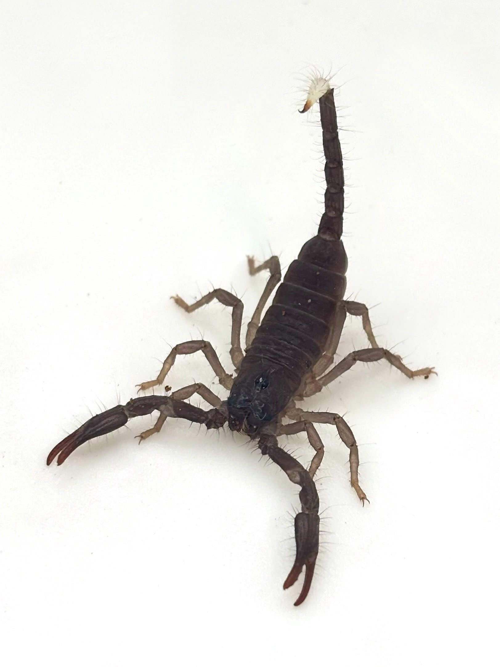 ダイオウサソリ♂⑨1匹 | まるころ商店〜まるくてころころした生き物
