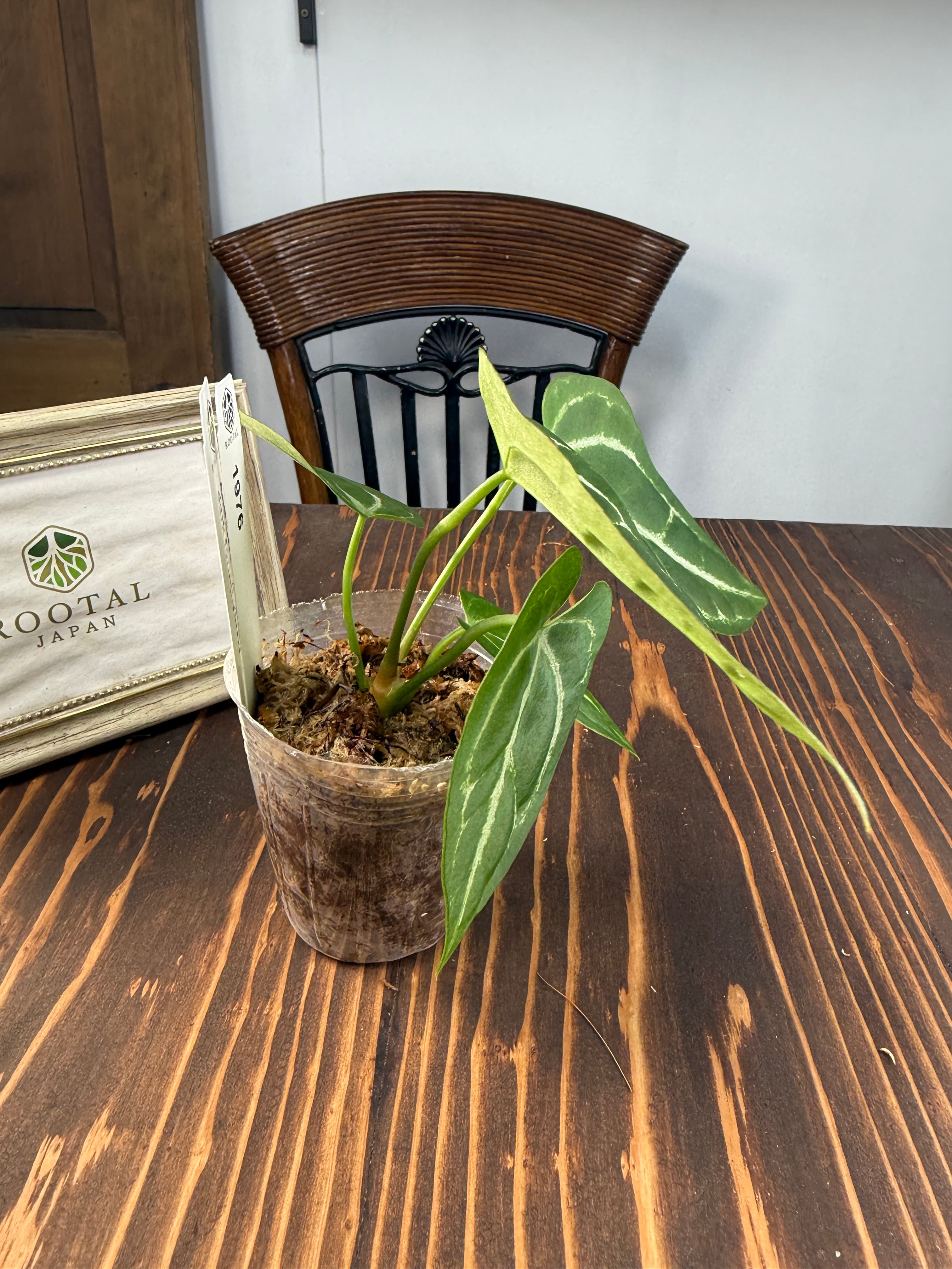 ☆1976【見るほどに、好きになる】アンスリウム クリスタリナムダーク