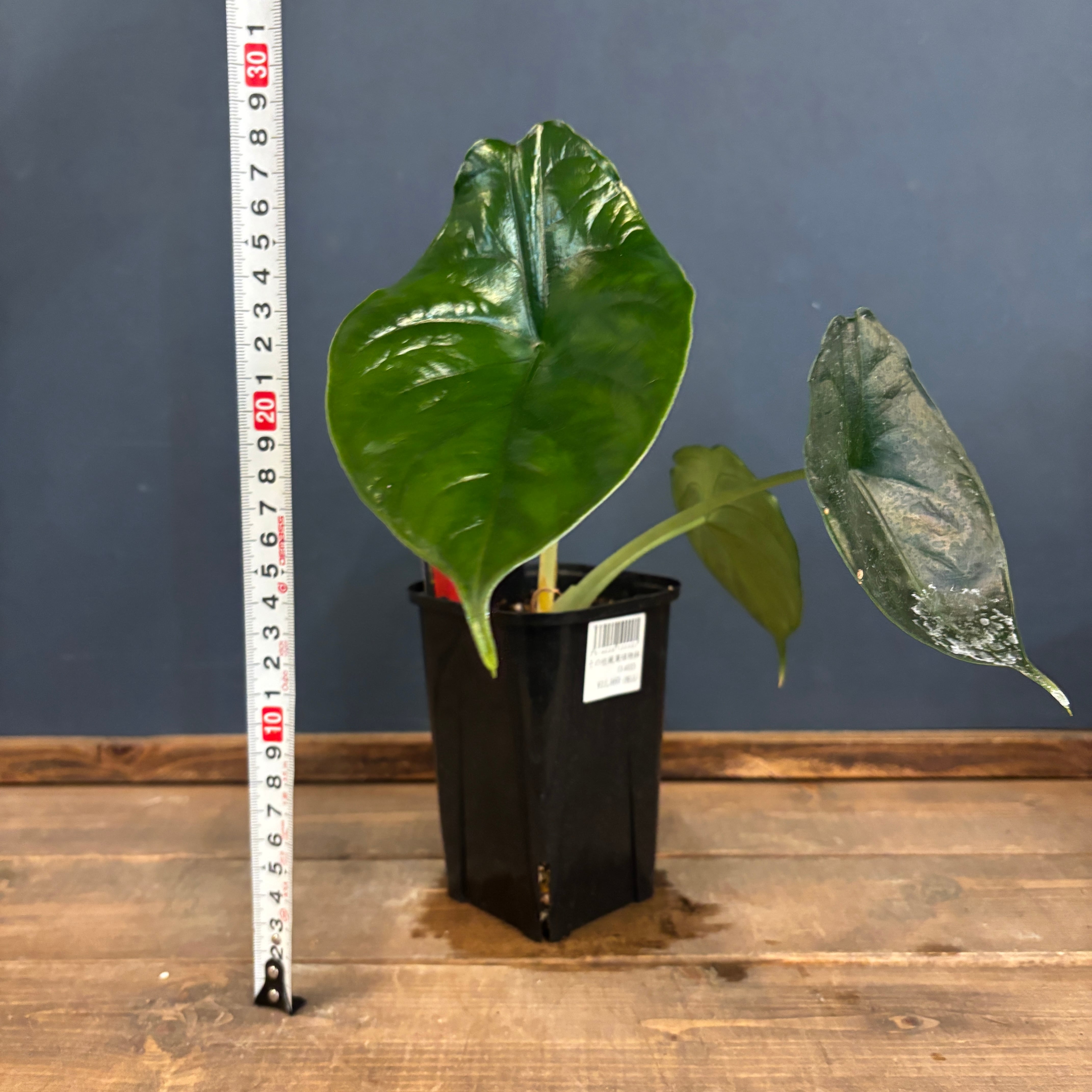 アロカシア グリーンユニコーン【903】 | PROTOLEAF プロトリーフ