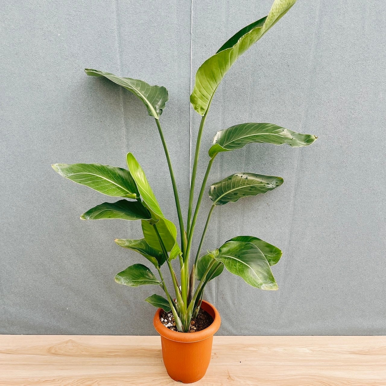 現品］N1 フィカス アムステルダムキング 8号 観葉植物 大型 室内