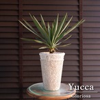 ユッカ グロリオサ Yucca Gloriosa 幹立ち 5号ロング 陶器鉢 アツバキミガヨラン 1220IV