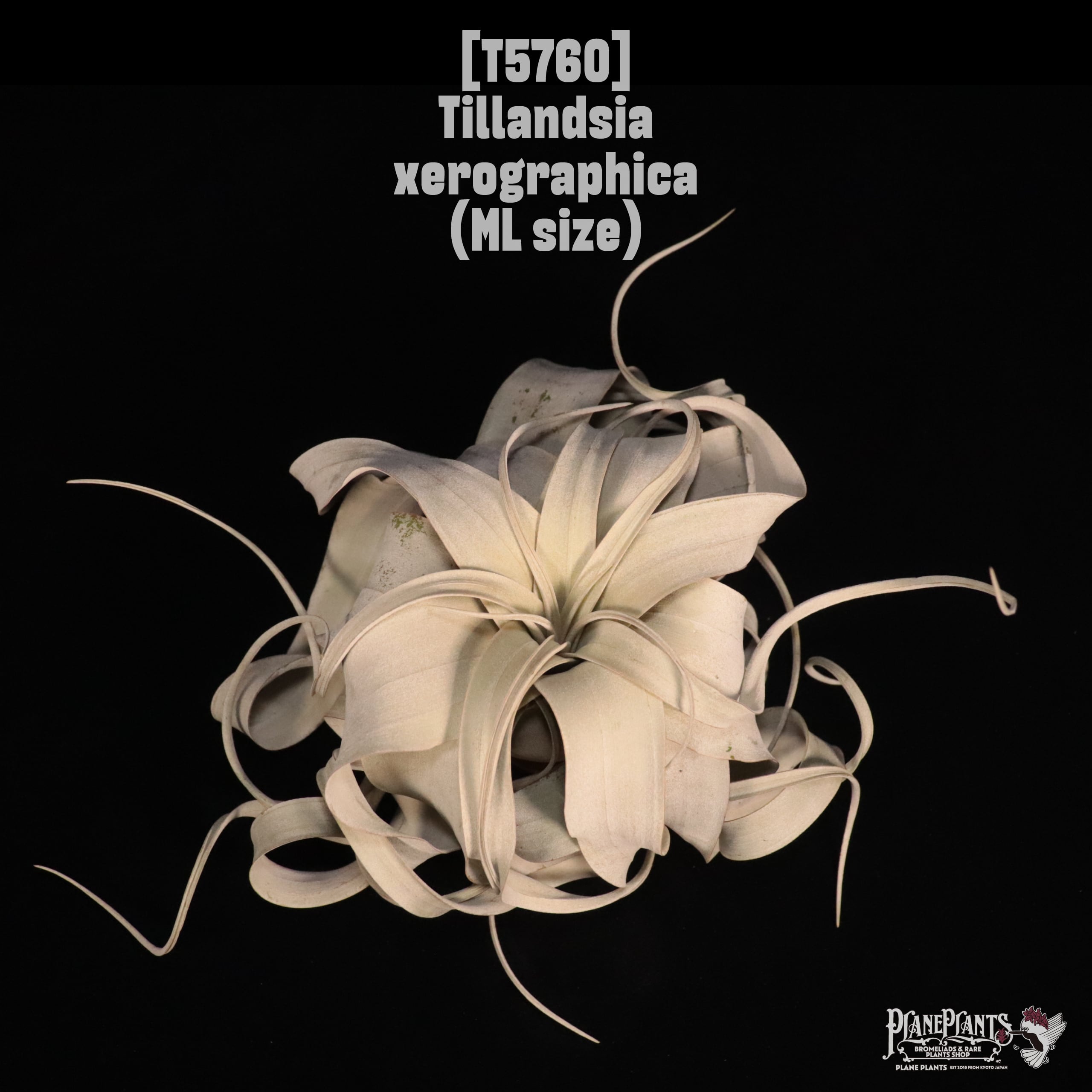 Tillandsia xerographica ML〔ティランジア〕T5760