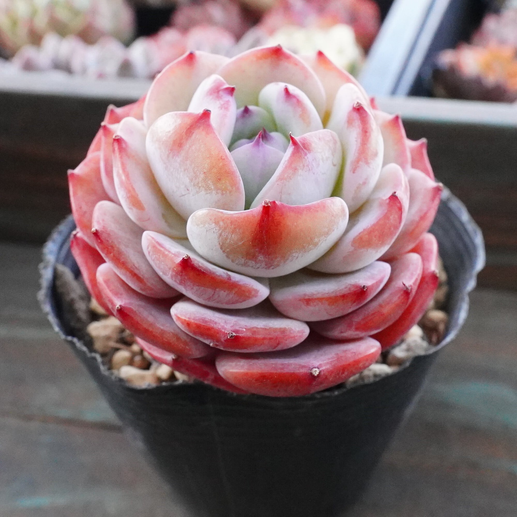 多肉植物 | E-TANIKU