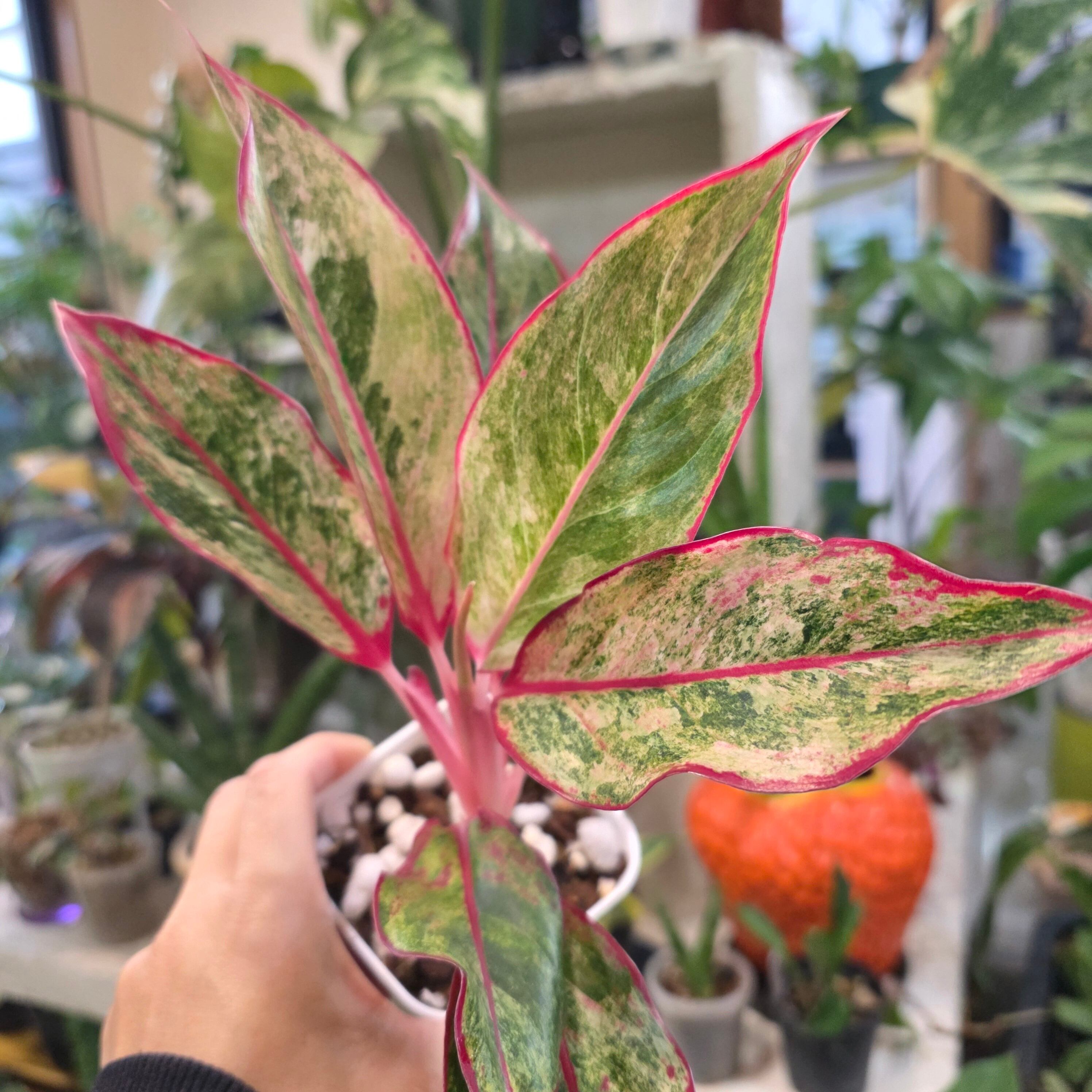 観葉植物 | HAPPAX