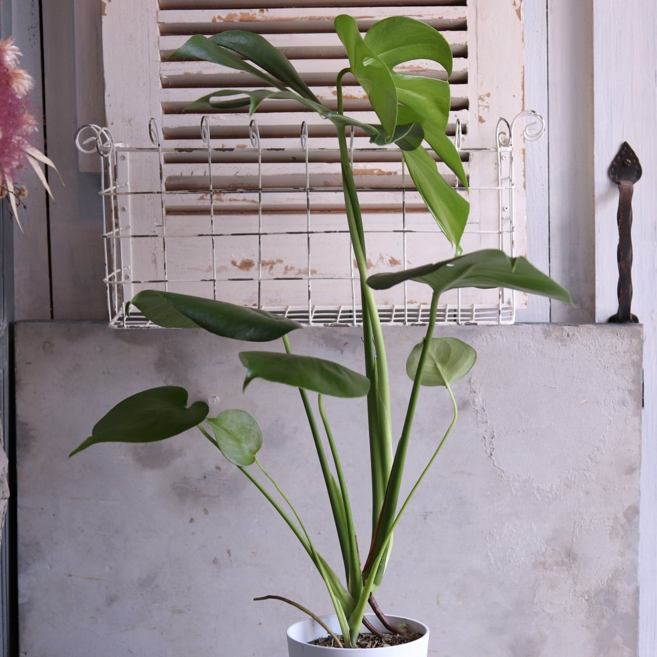 お花・リーフ | シャビーシックな寄せ植え・雑貨 モンディマンシェ
