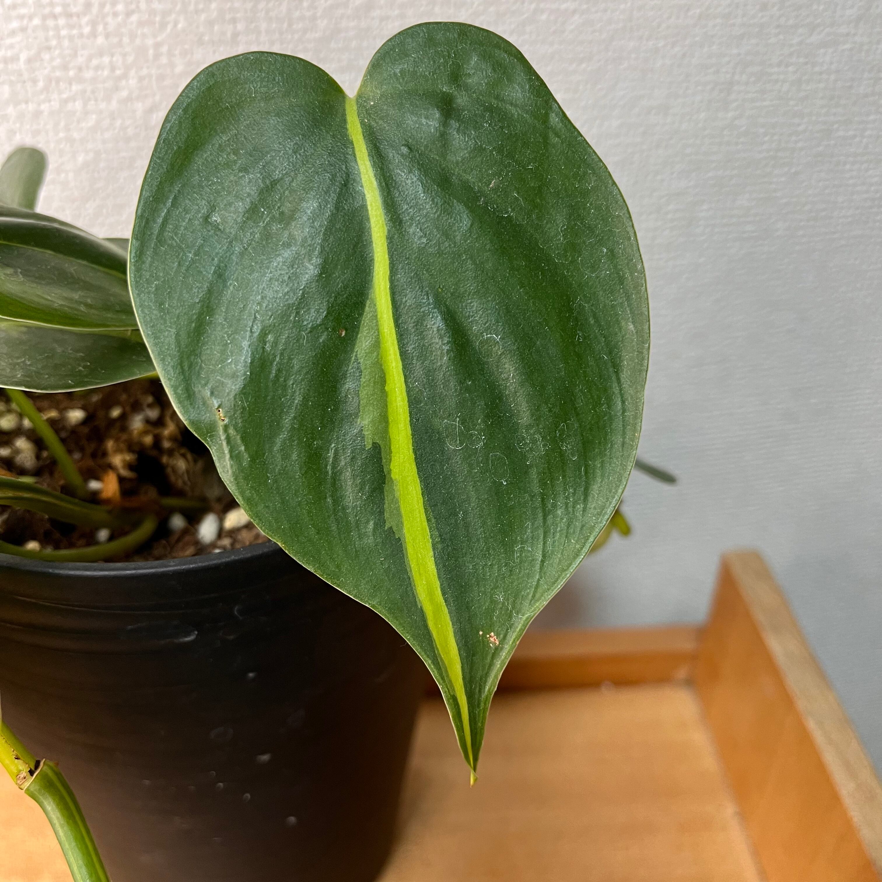 フィロデンドロン オキシカルジウム ブラジル 4号 鉢植え | Tiny Jungle