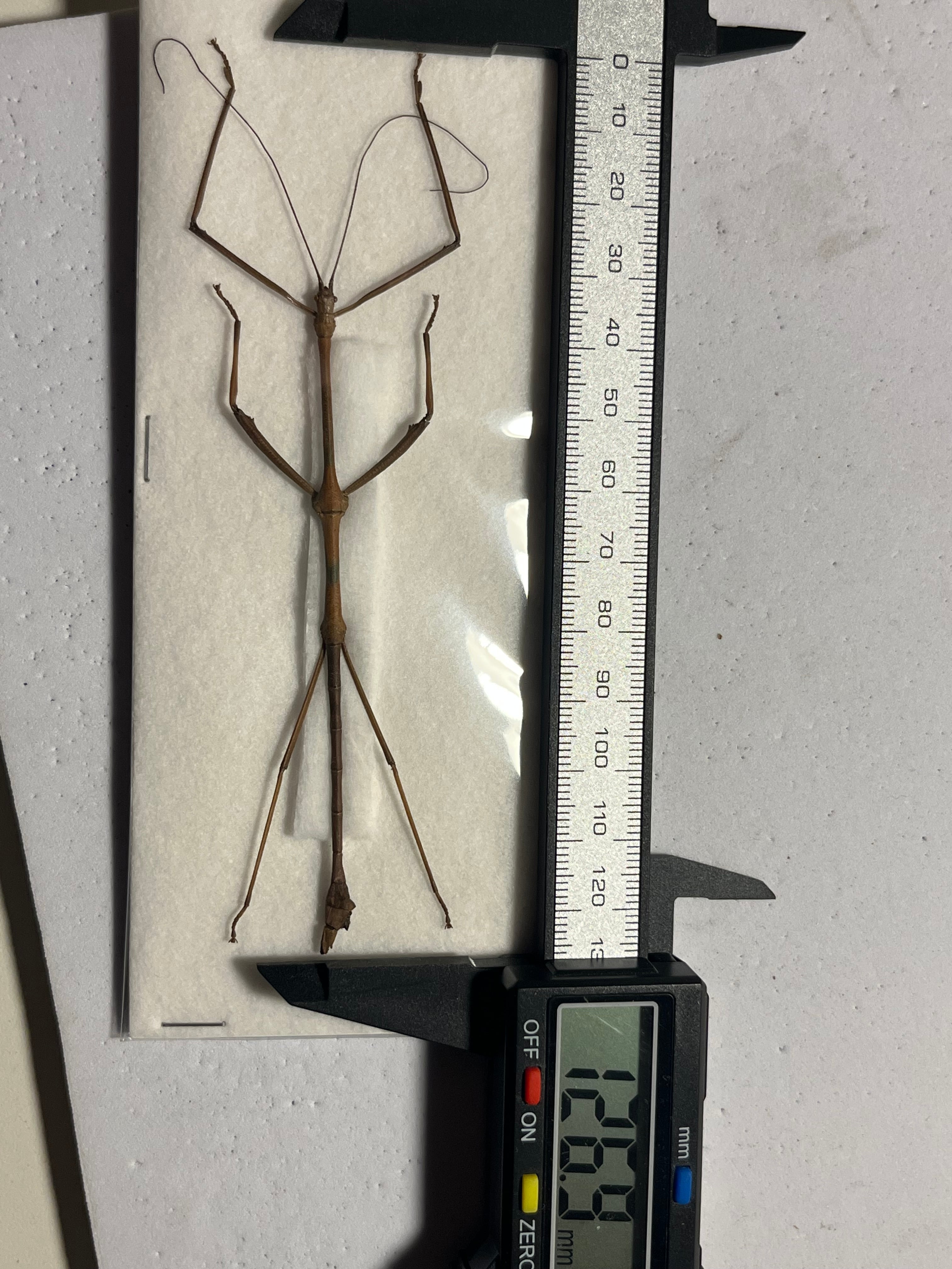 ナナフシの一種 バッタ 標本 直翅類 カマキリマンティス コロギス