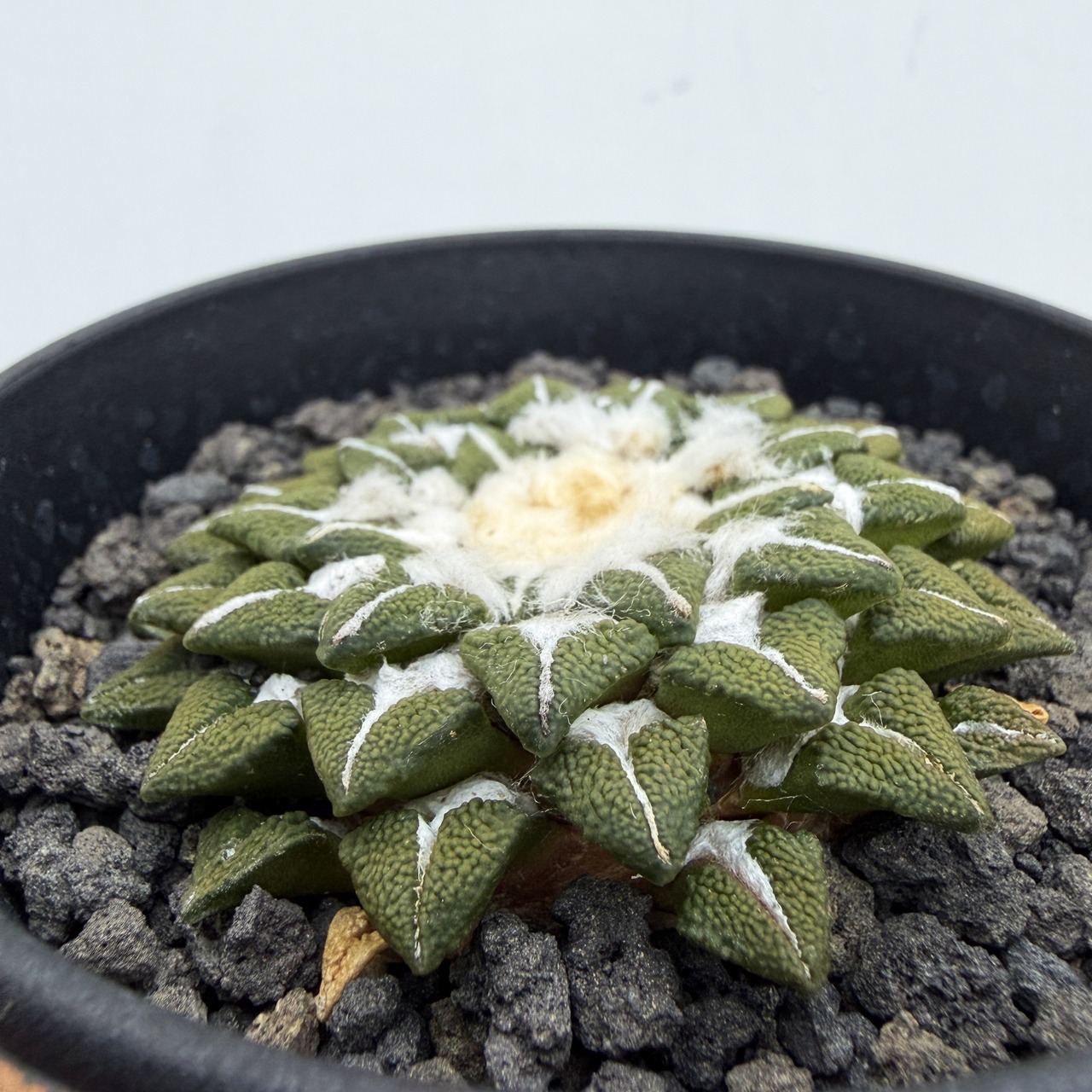 Ariocarpus kotschoubeyanus【アリオカルプス・黒牡丹】