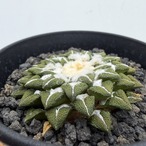 Ariocarpus kotschoubeyanus【アリオカルプス・黒牡丹】