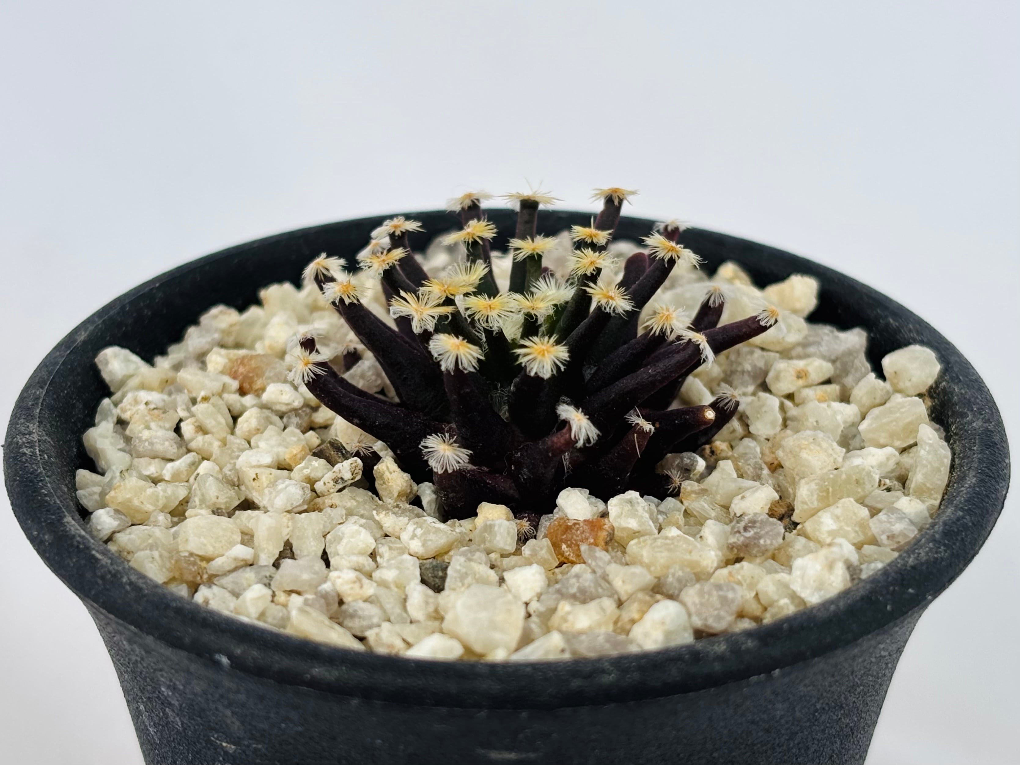 Mammillaria schiedeana マミラリア 黒肌明星 サボテン