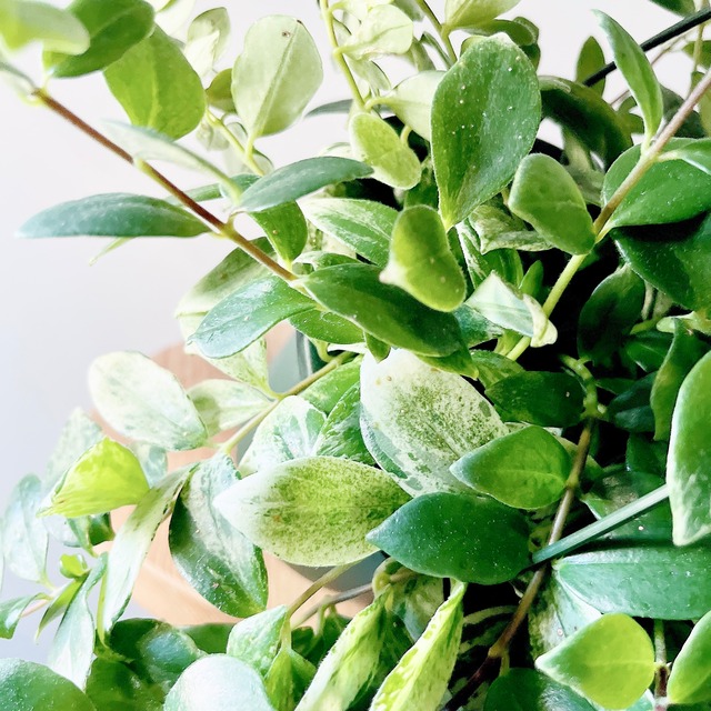 華やかなエスキナンサス ラディカンス 斑入り ハンギング 観葉植物 calm cafe