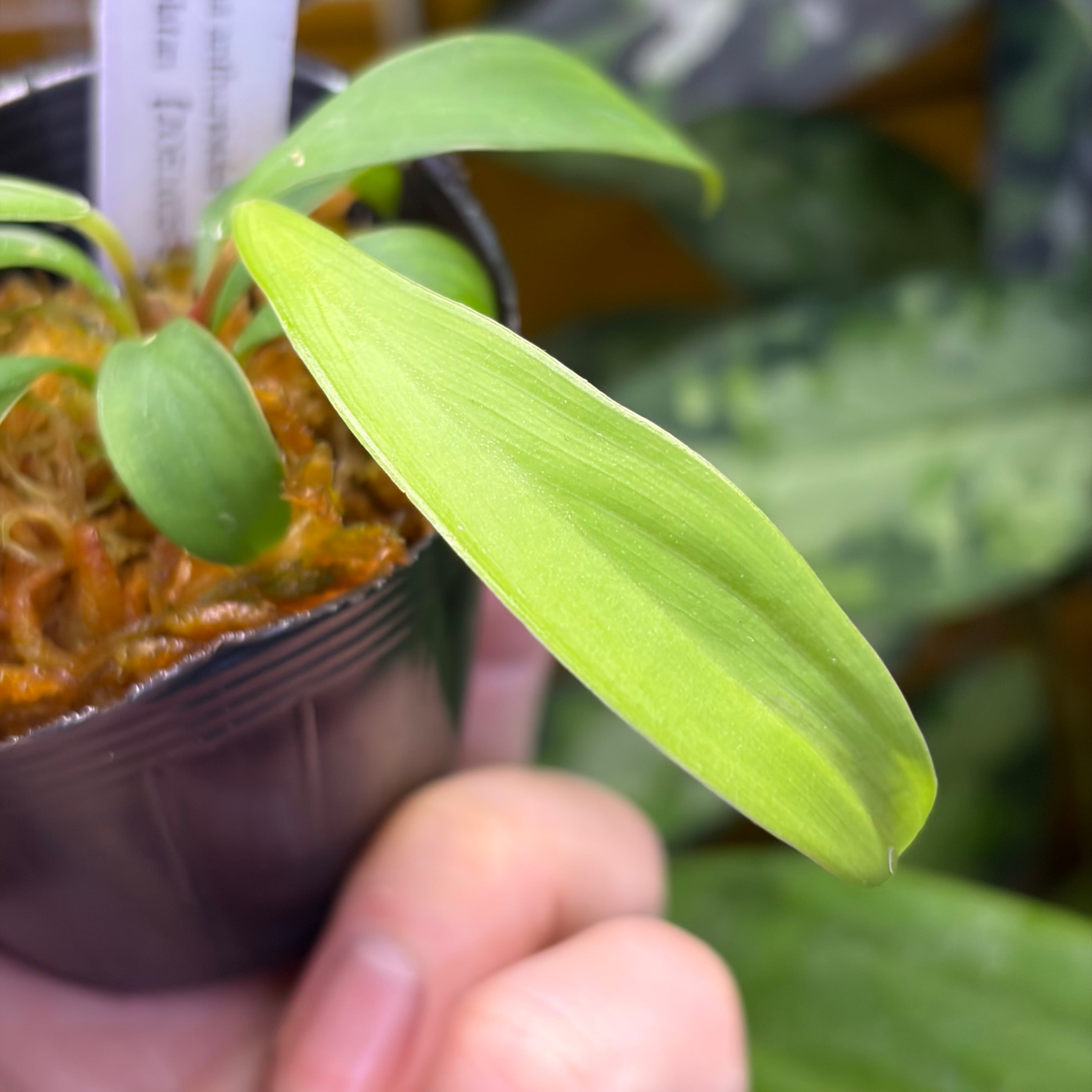 Homalomena anthurioides Tapanuli Selatan 【ZOE1025-3p】 | 熱帯雨林