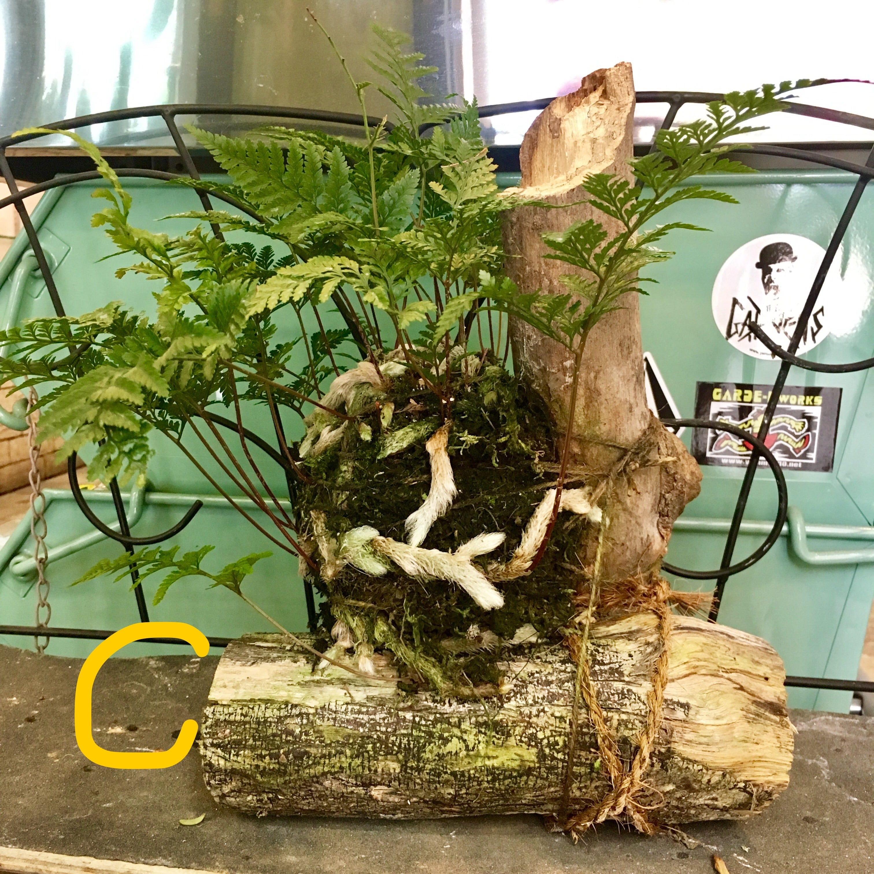 シノブ 苔玉 | ハルカゼフラワー