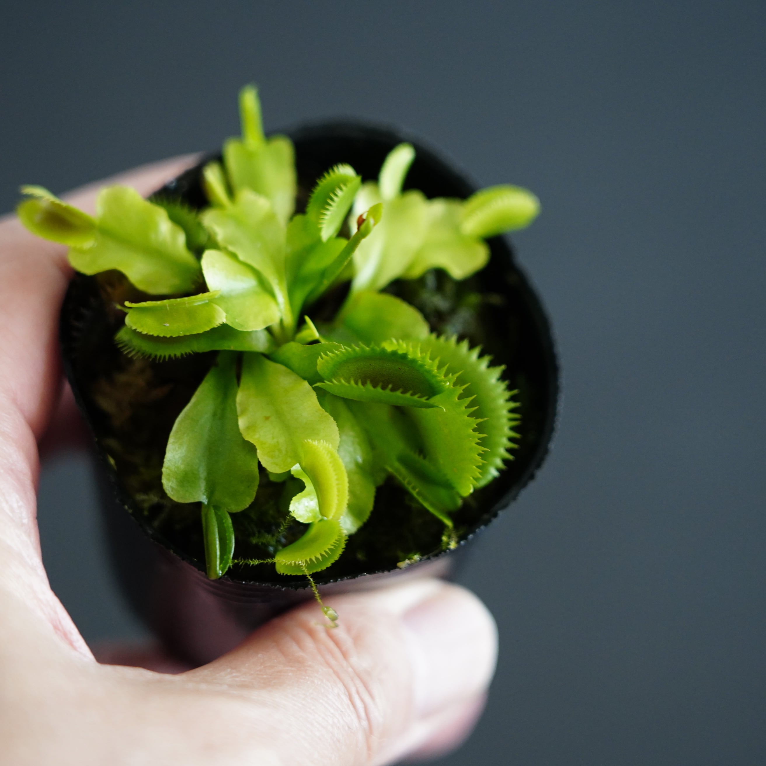 ハエトリソウ 'Red Piranha'【食虫植物】 苔テラリウム作製用素材