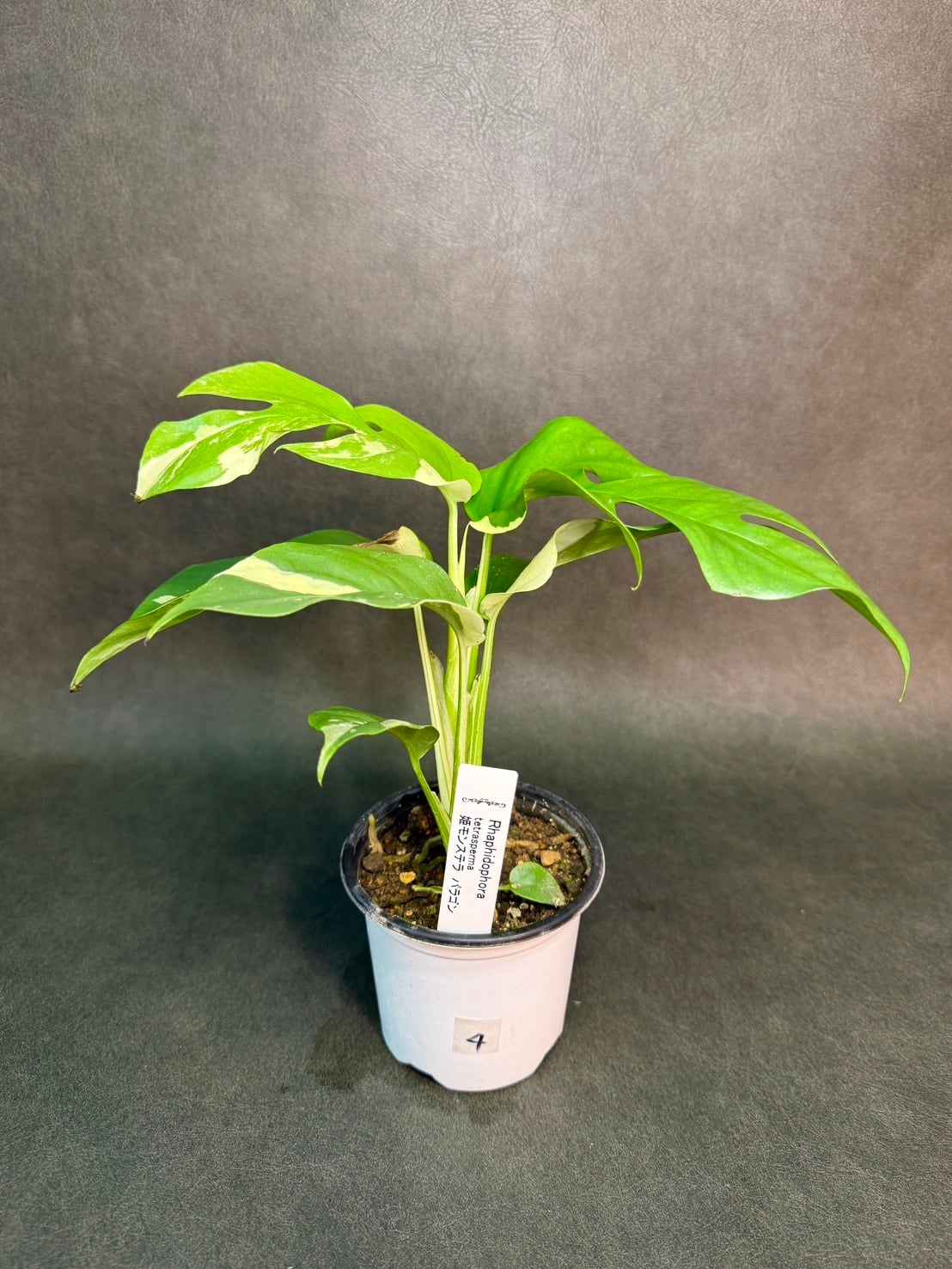 パラゴン・ヒメモンステラ 斑入り ① 3号 | 観葉植物と雑貨のお店