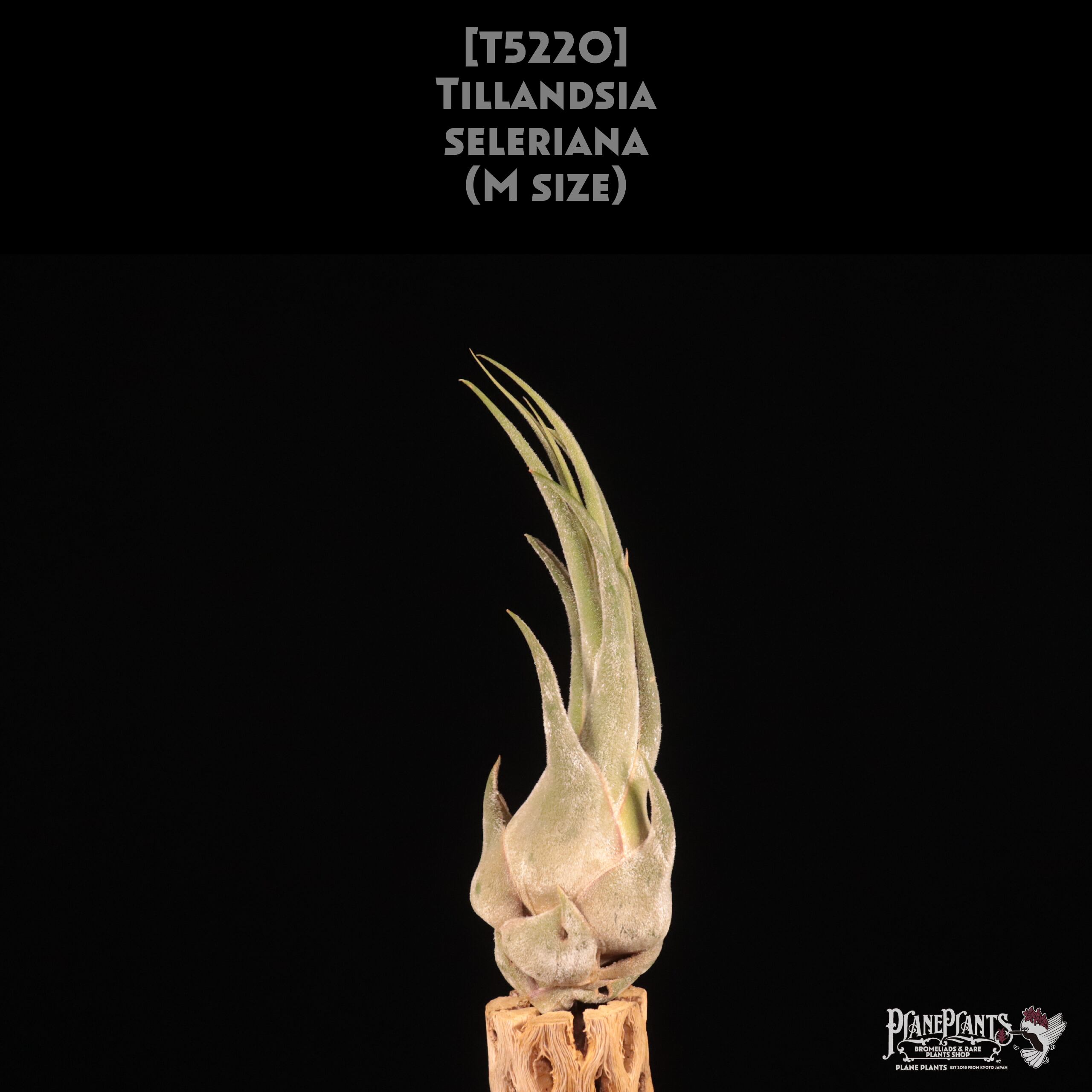 【送料無料】seleriana M〔エアプランツ〕現品発送T5220