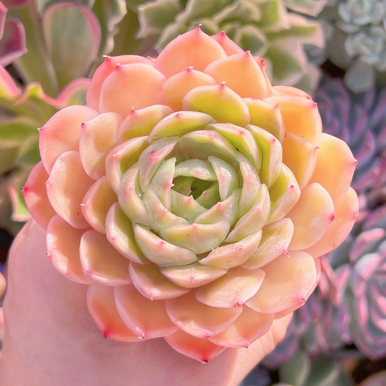 現品　オスロー#543   るる農園