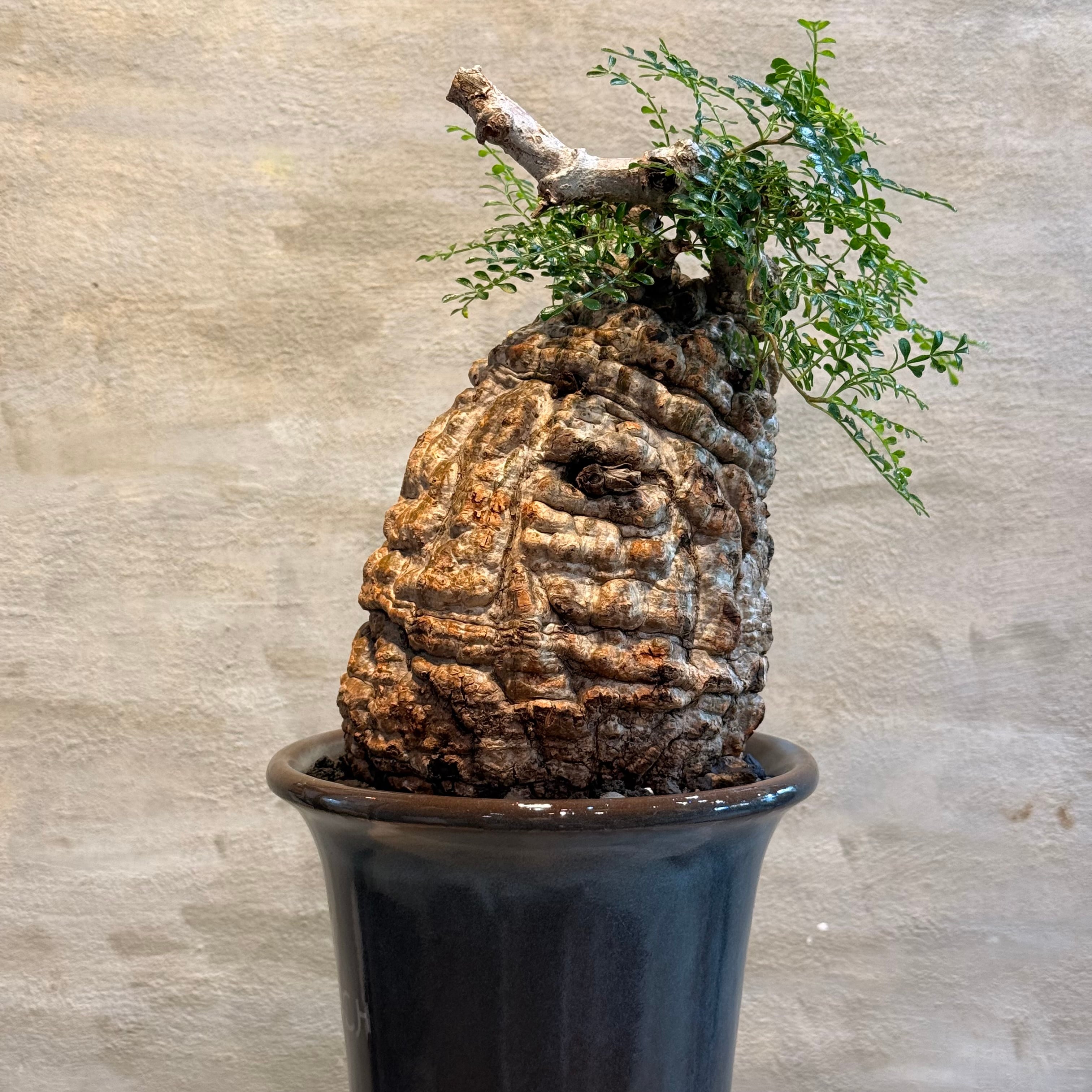 送料無料！【植物】オペルクリカリア パキプス 発根済み現地株×ARCH